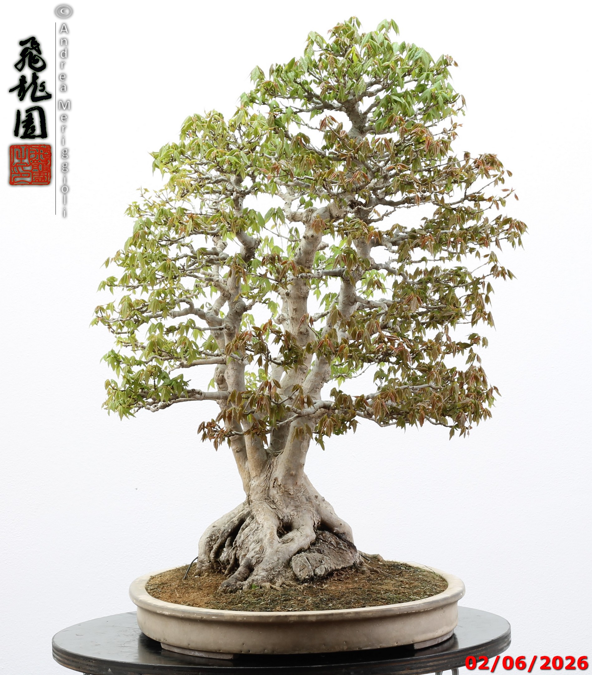Acer buergerianum ishizuki - immagine 3