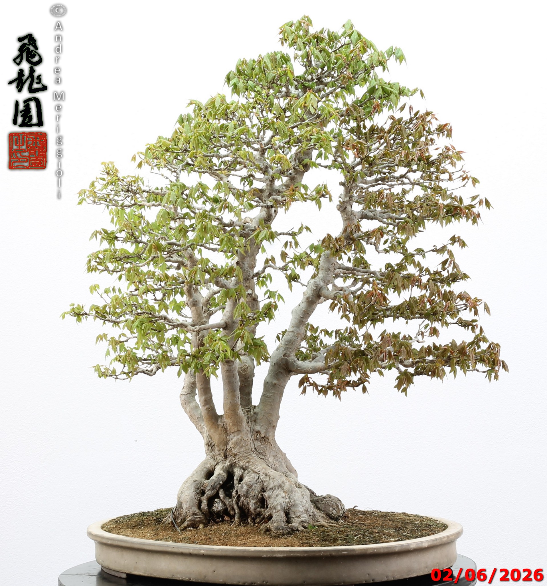 Acer buergerianum ishizuki - immagine 2