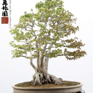 Acer buergerianum ishizuki