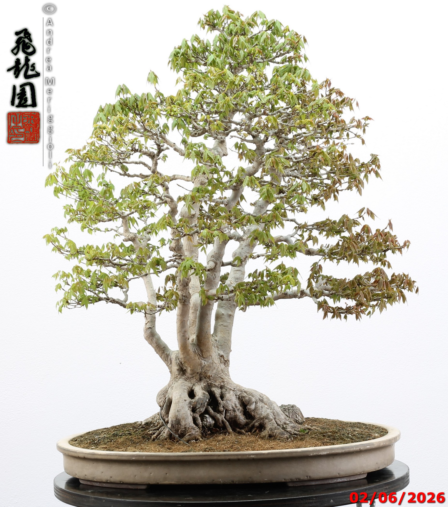 Acer buergerianum ishizuki