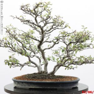 Pyracantha