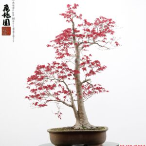 Acer palmatum deshojo