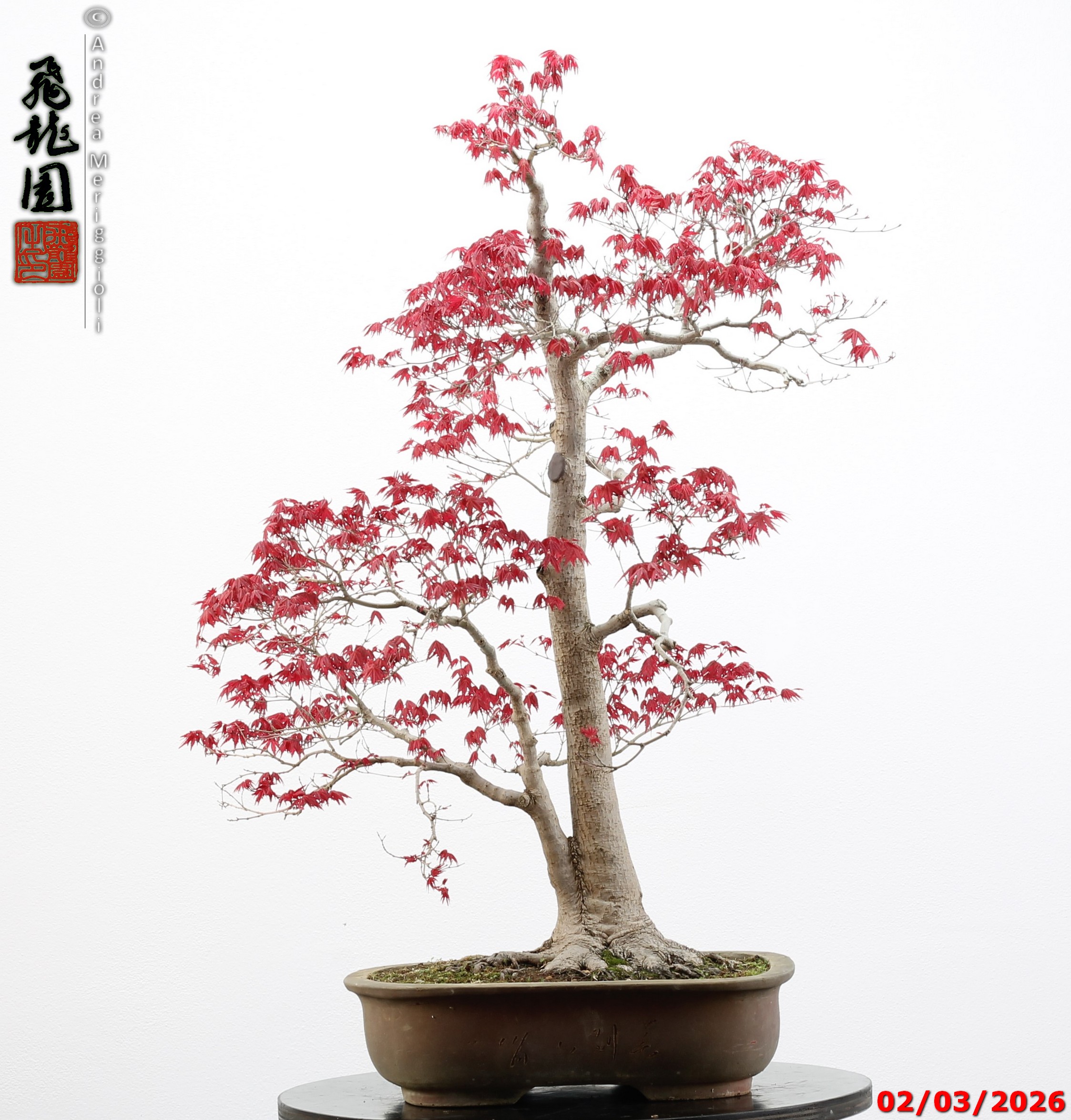 Acer palmatum deshojo