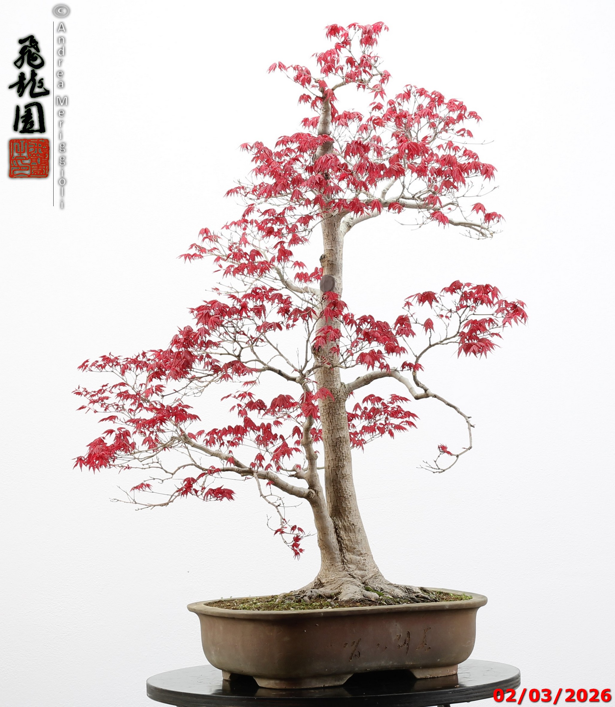 Acer palmatum deshojo - immagine 2