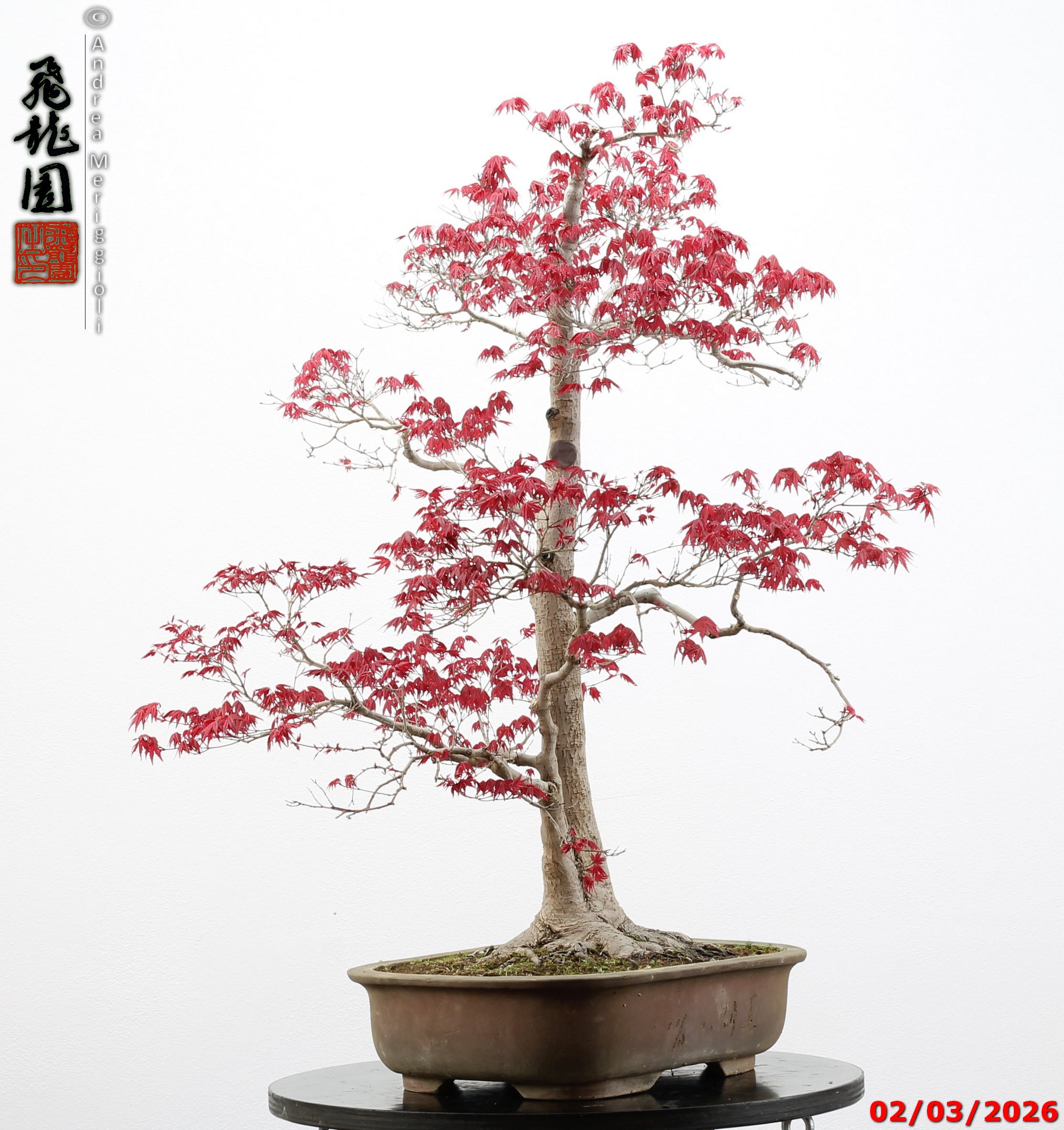 Acer palmatum deshojo - immagine 3