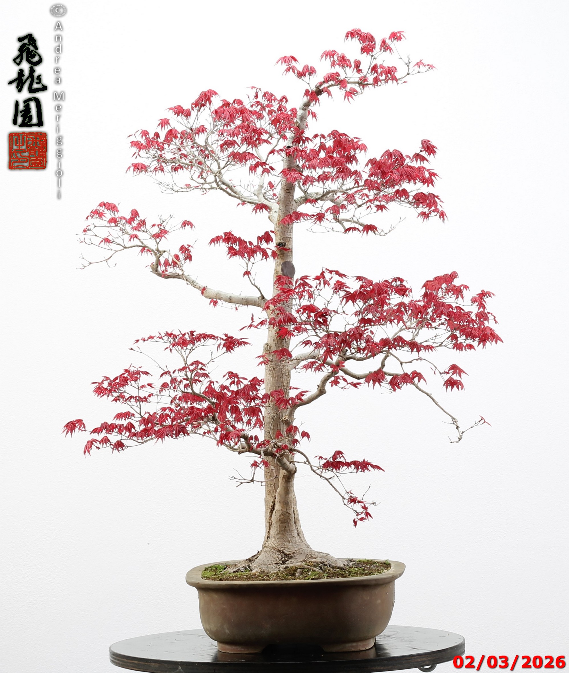 Acer palmatum deshojo - immagine 4