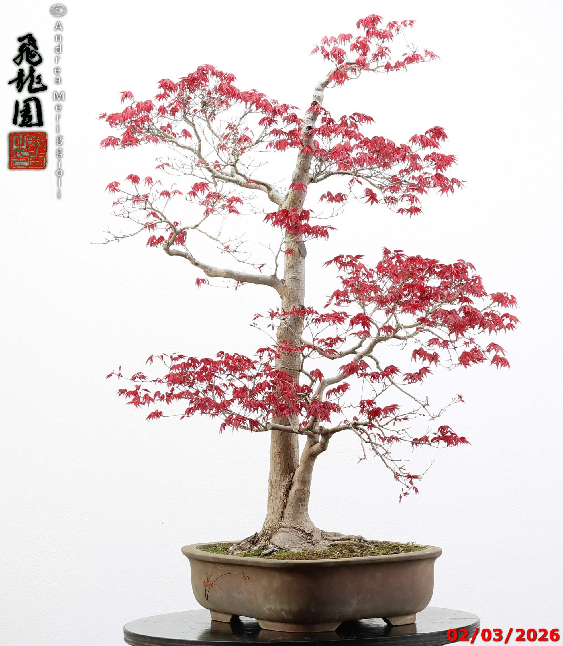 Acer palmatum deshojo - immagine 5