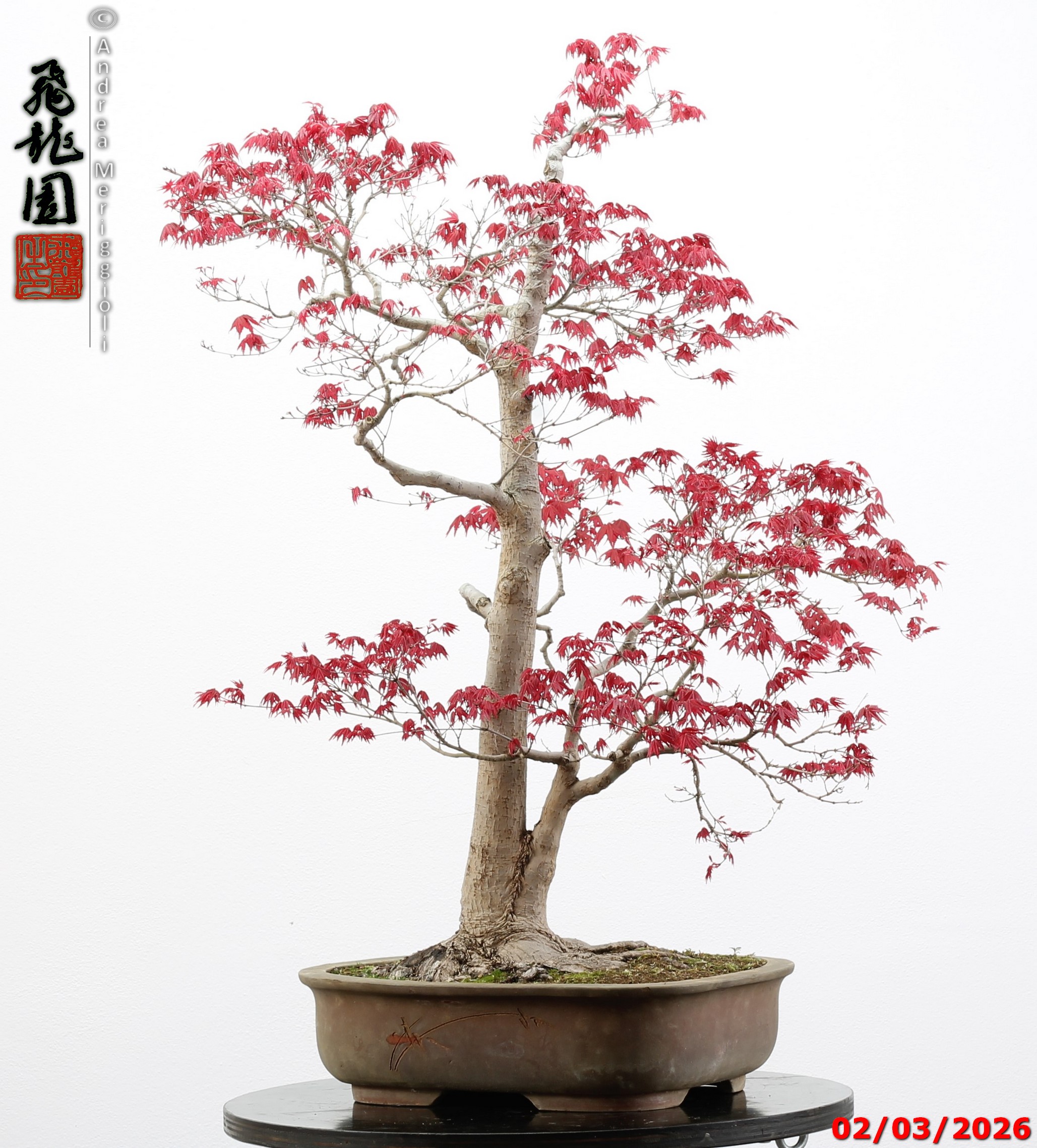 Acer palmatum deshojo - immagine 6