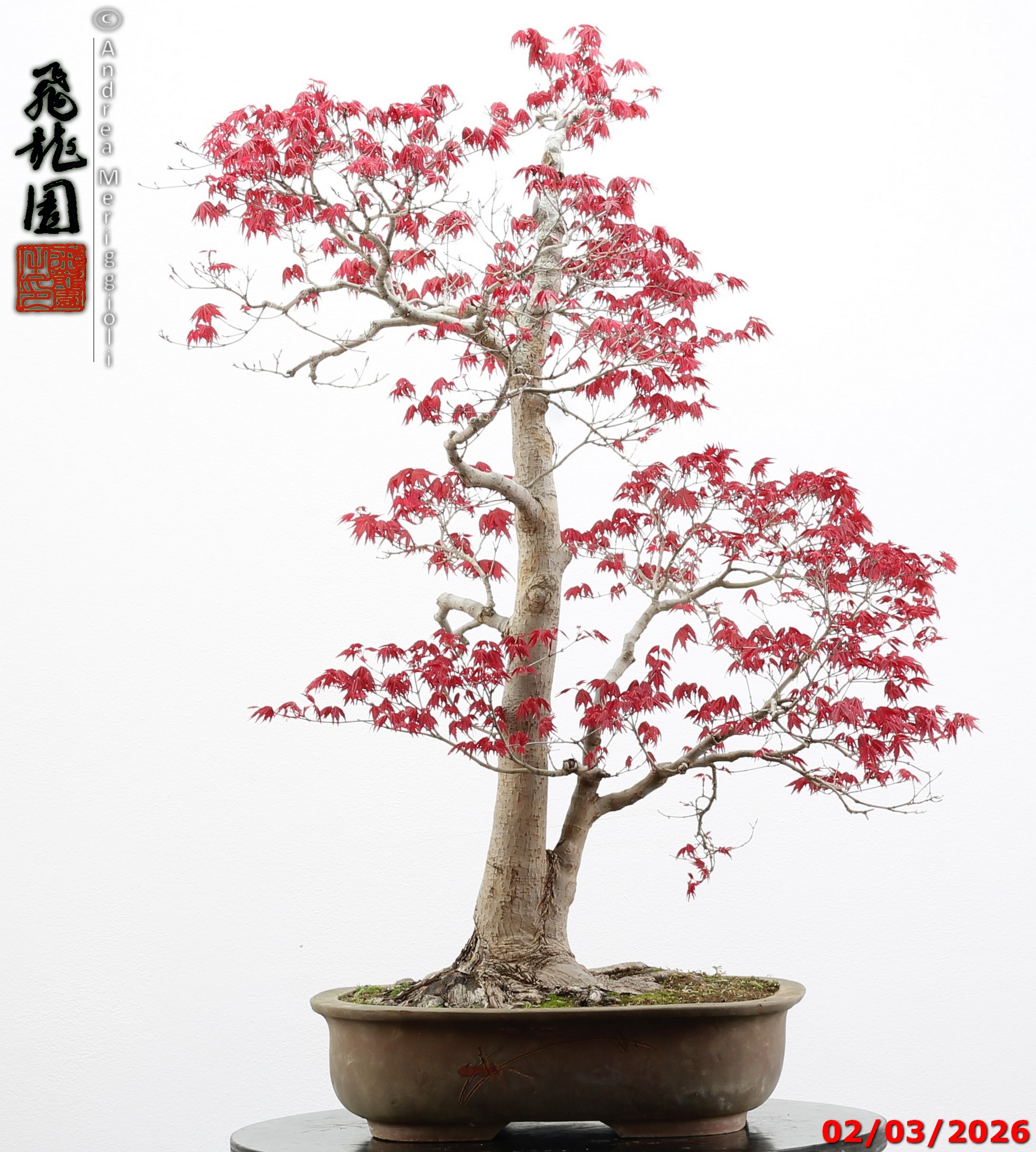 Acer palmatum deshojo - immagine 7
