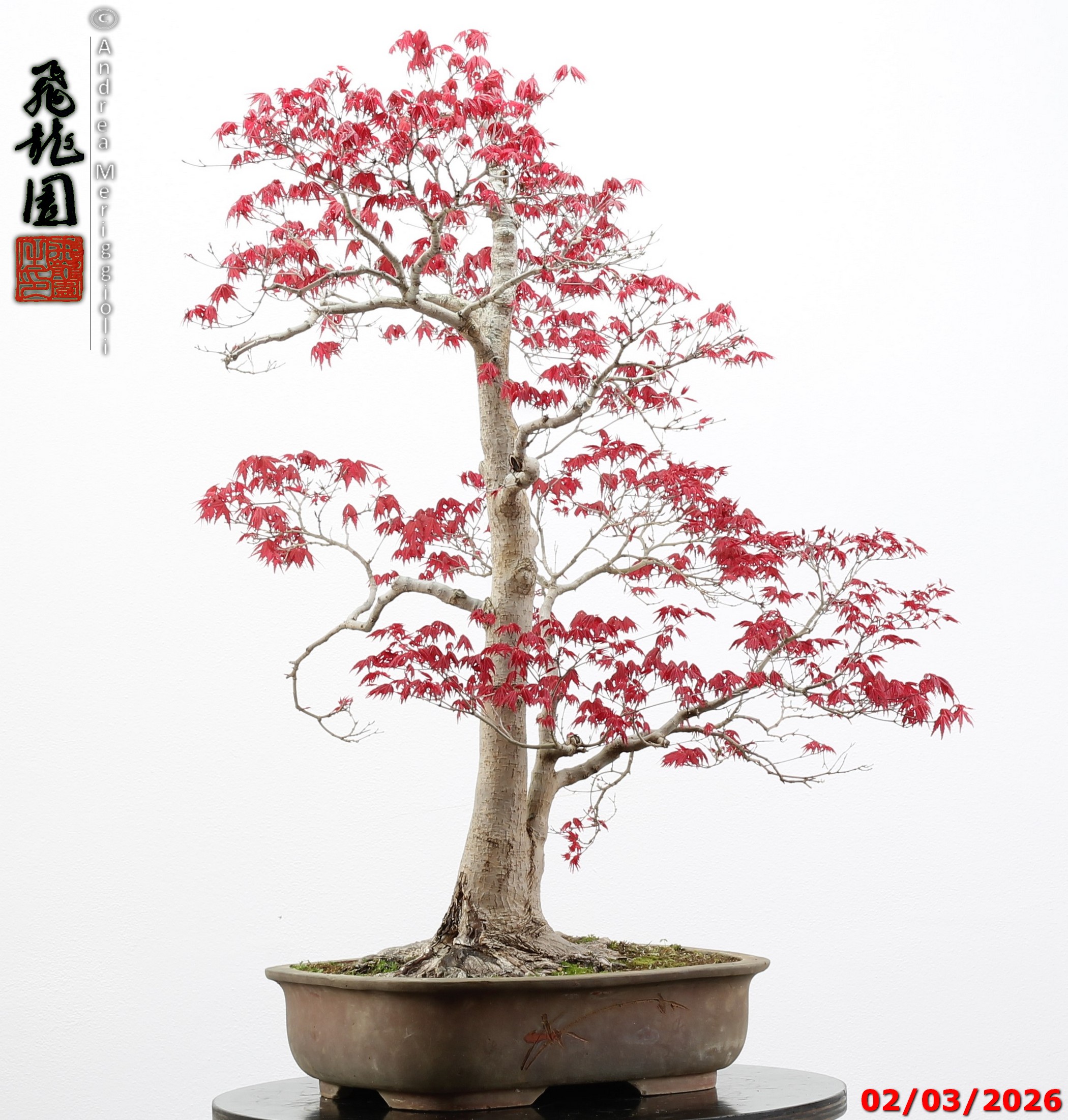 Acer palmatum deshojo - immagine 8