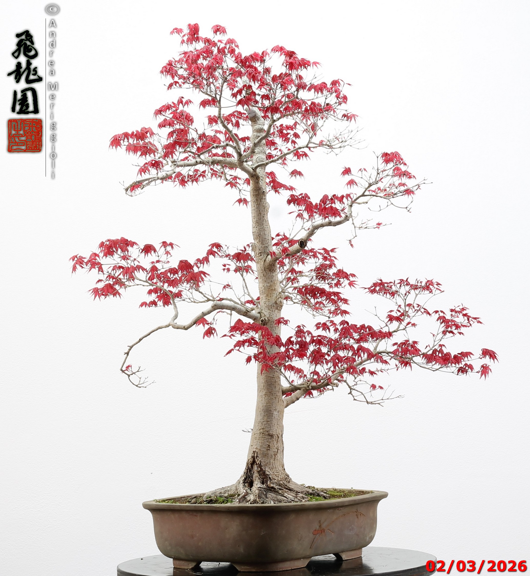 Acer palmatum deshojo - immagine 9