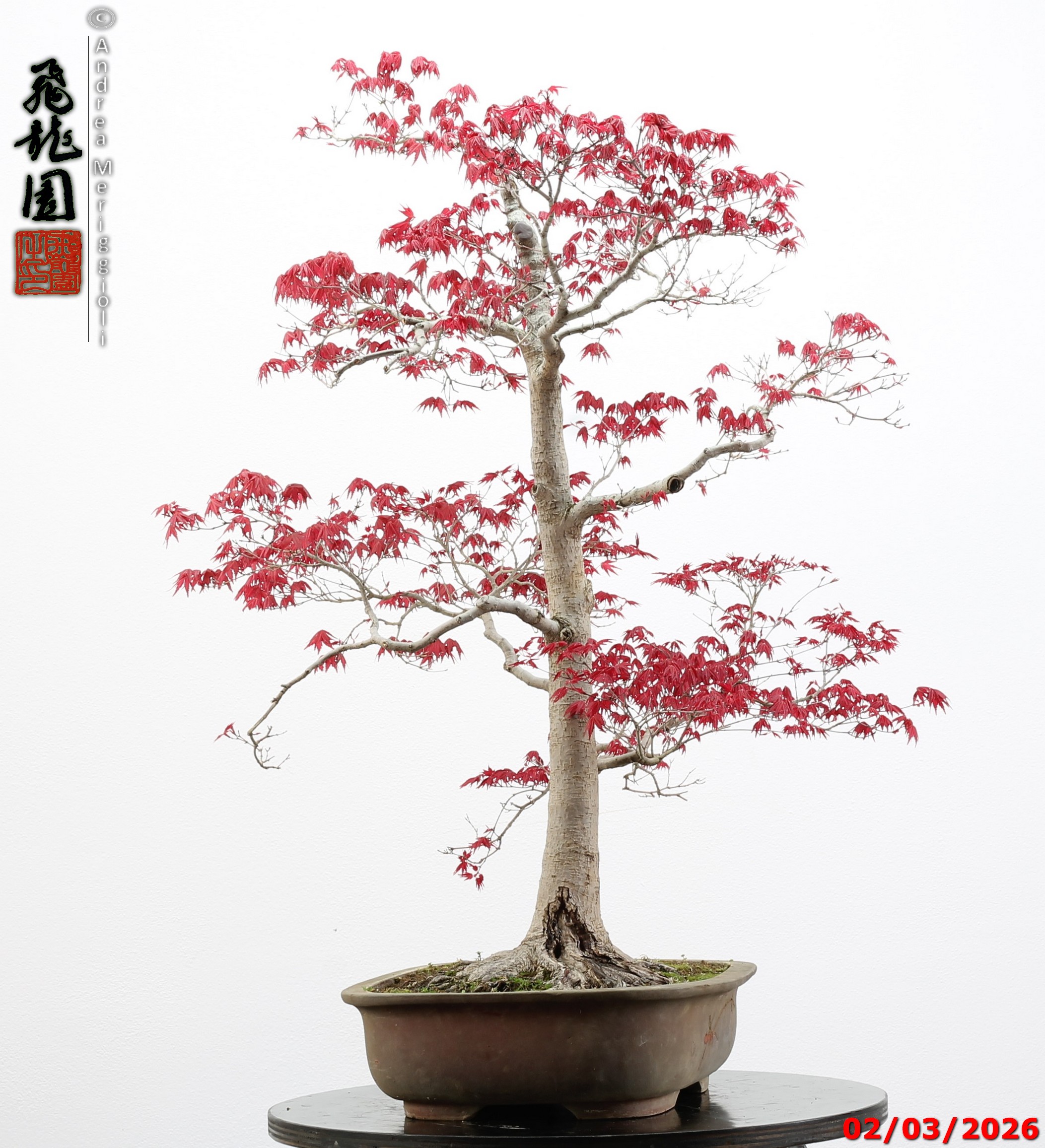 Acer palmatum deshojo - immagine 10