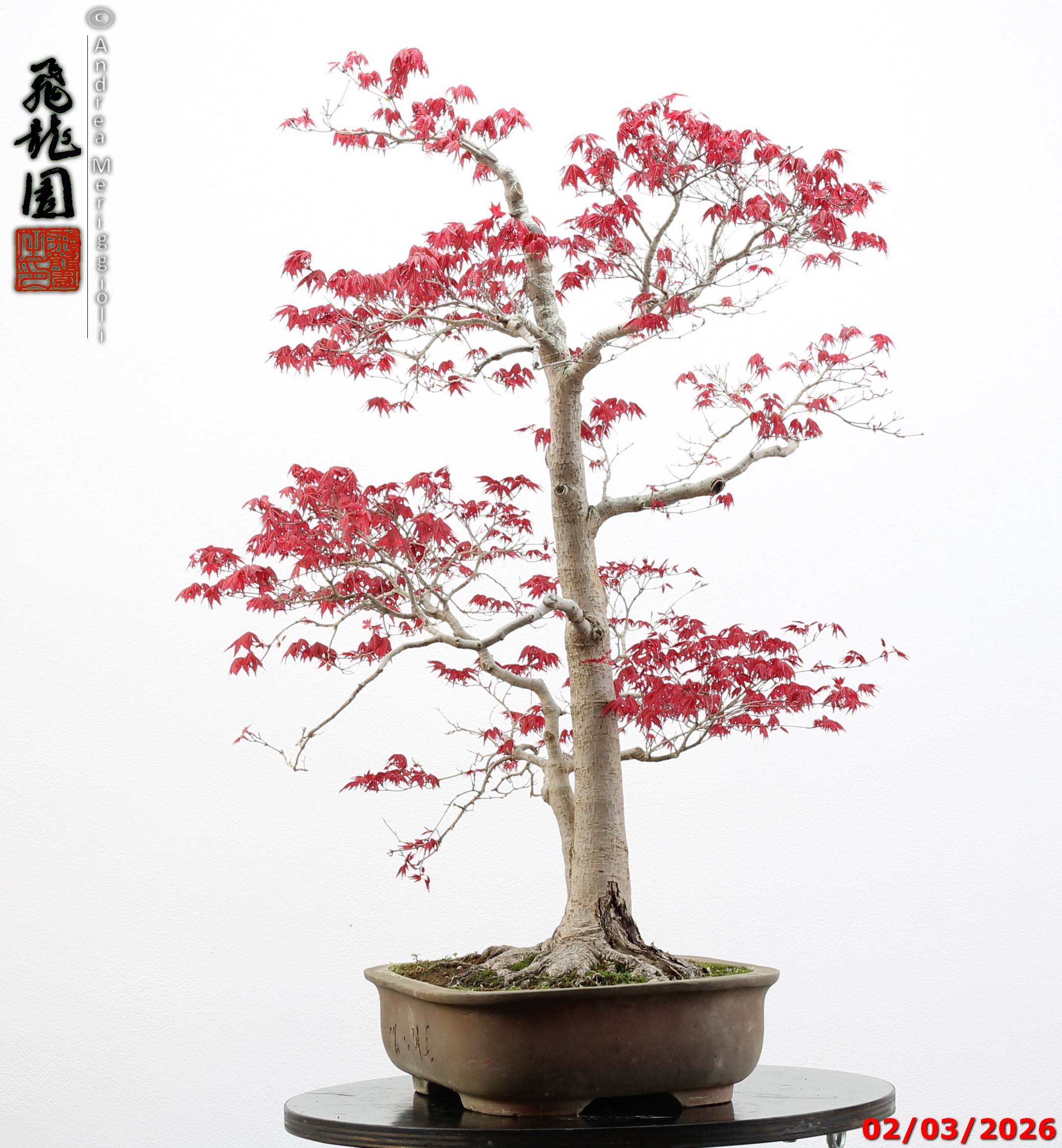 Acer palmatum deshojo - immagine 11