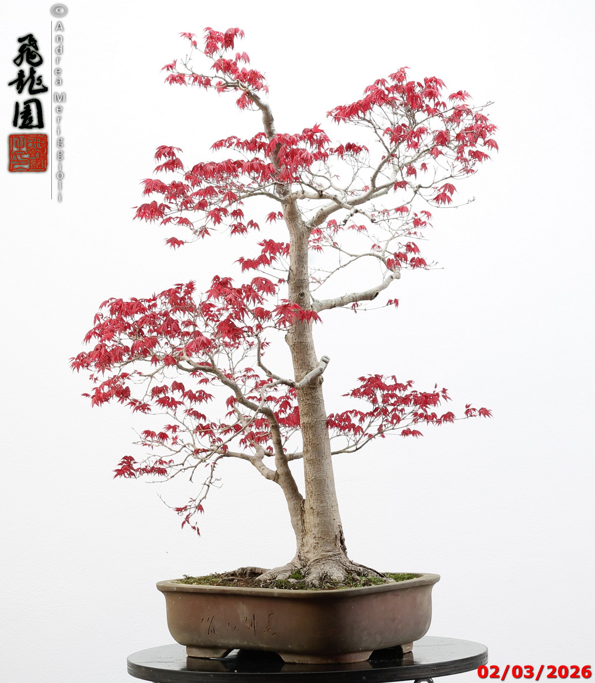 Acer palmatum deshojo - immagine 12