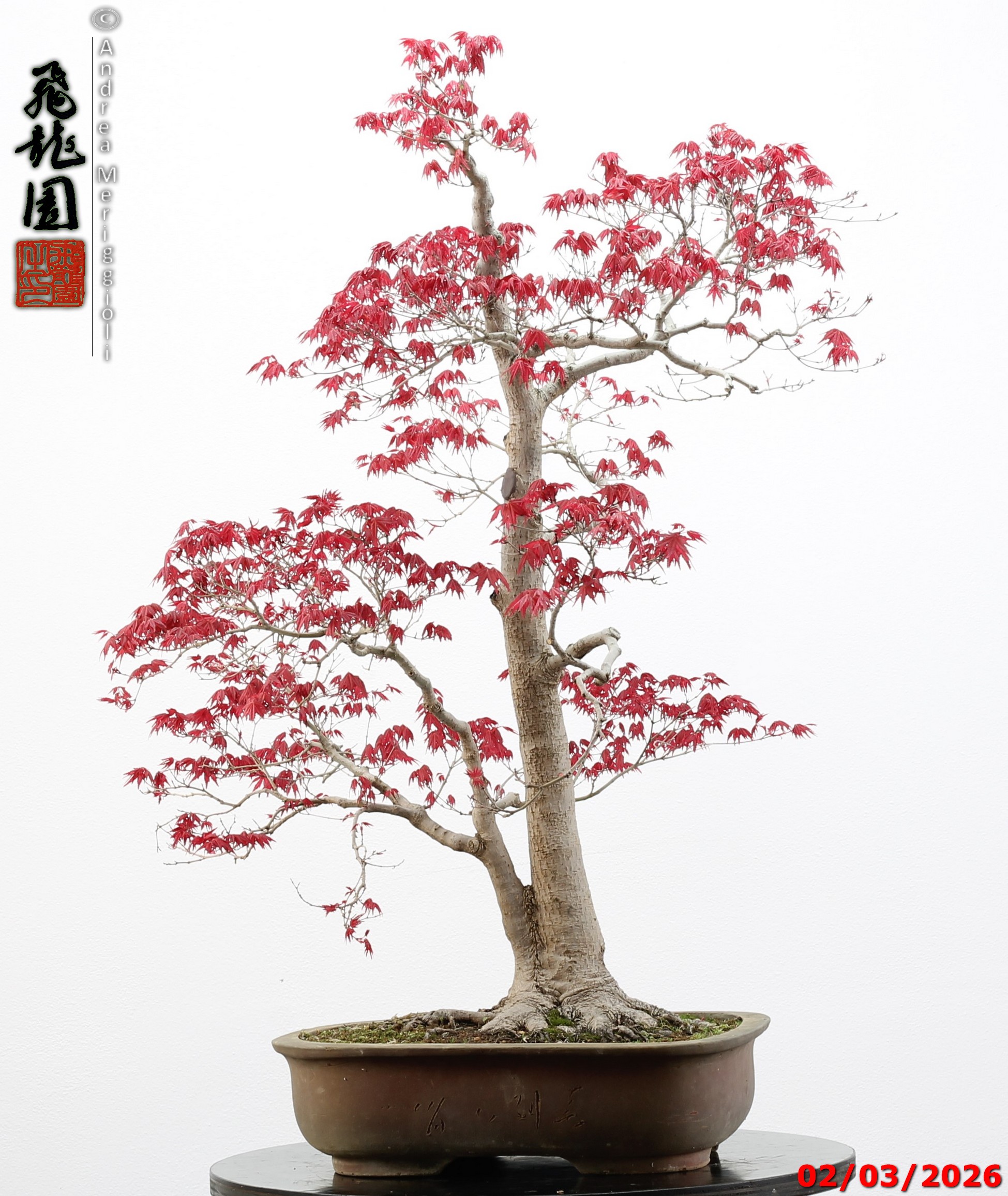 Acer palmatum deshojo - immagine 13
