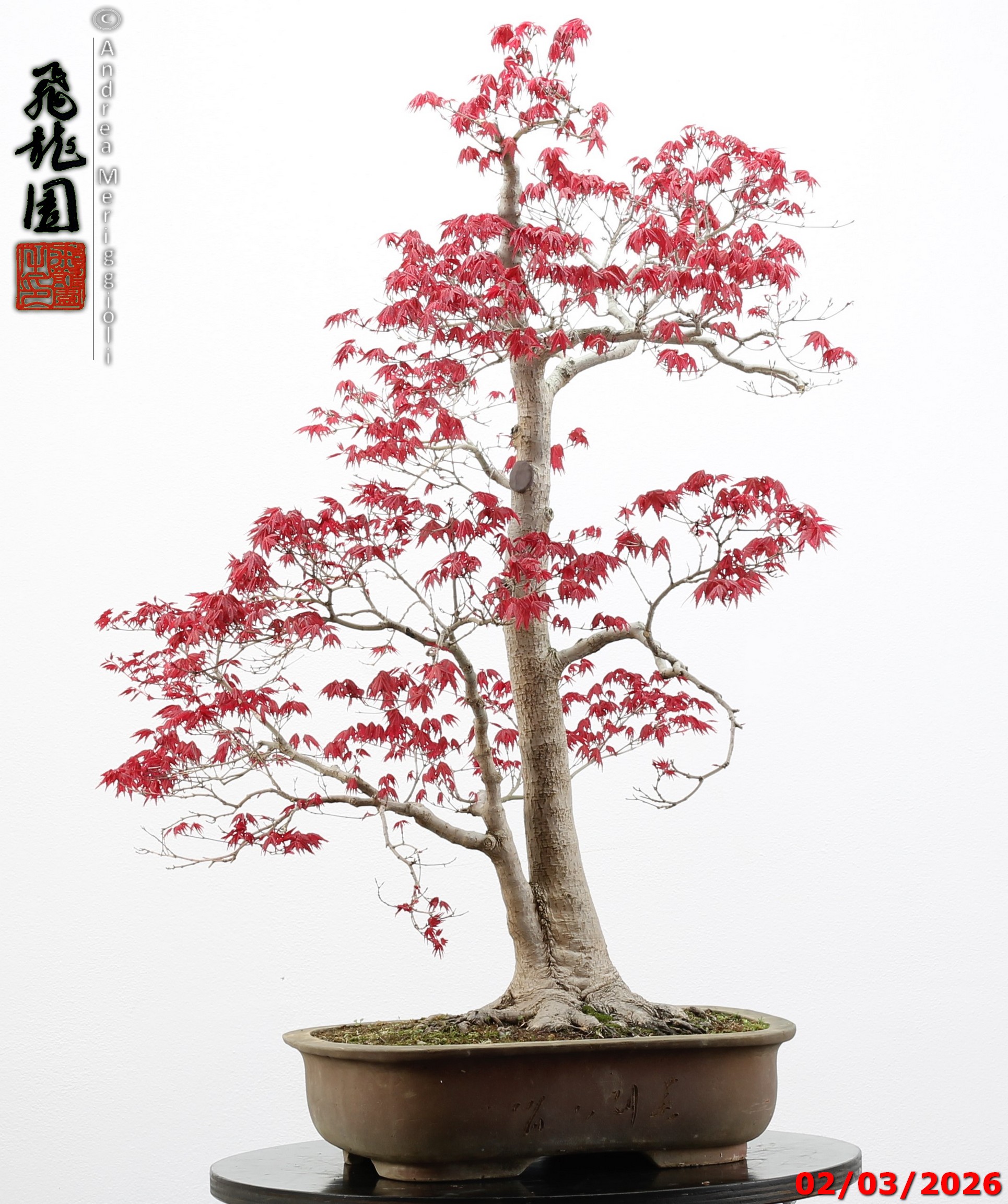 Acer palmatum deshojo - immagine 14
