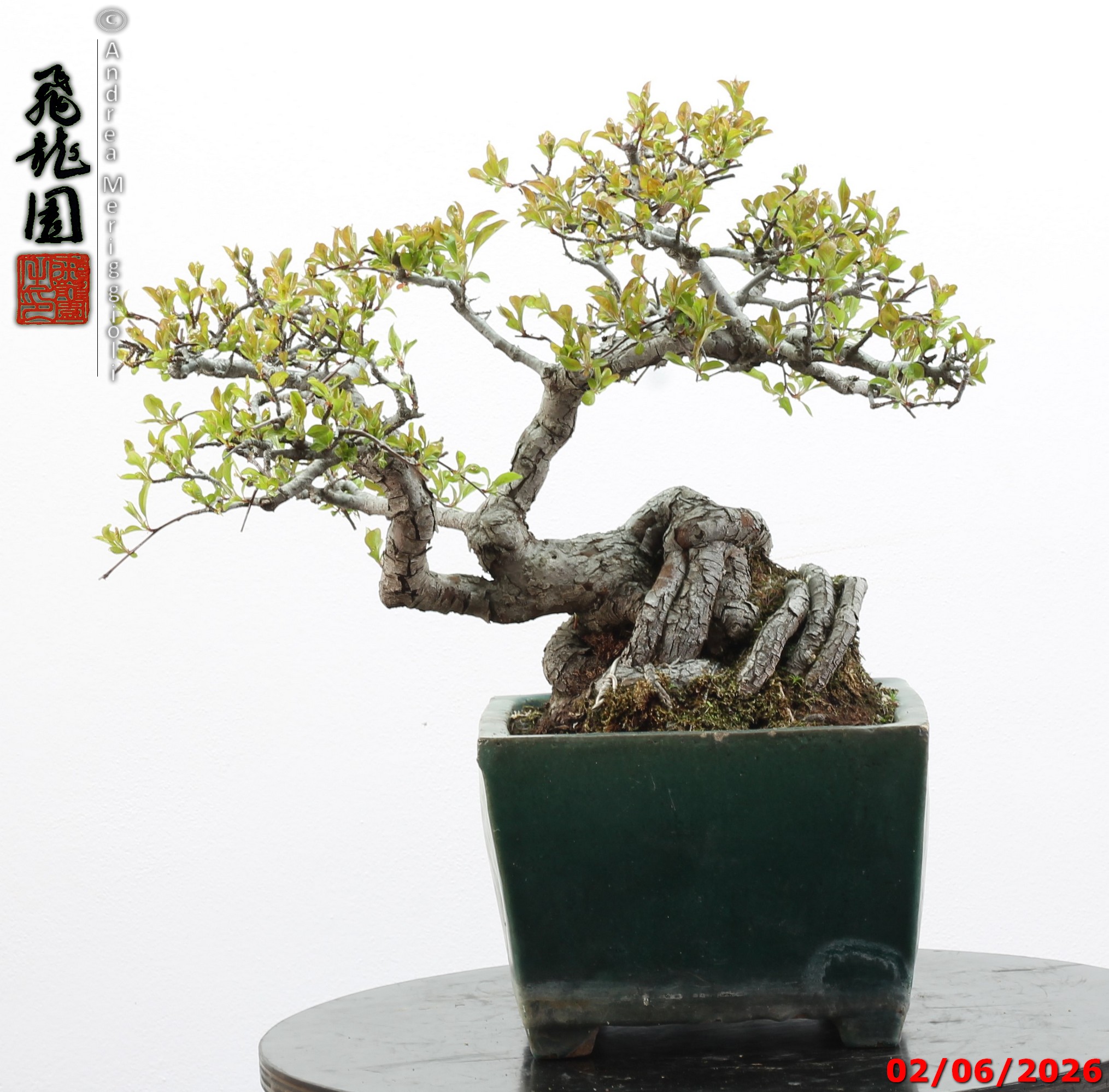 Malus sieboldii - Image 15