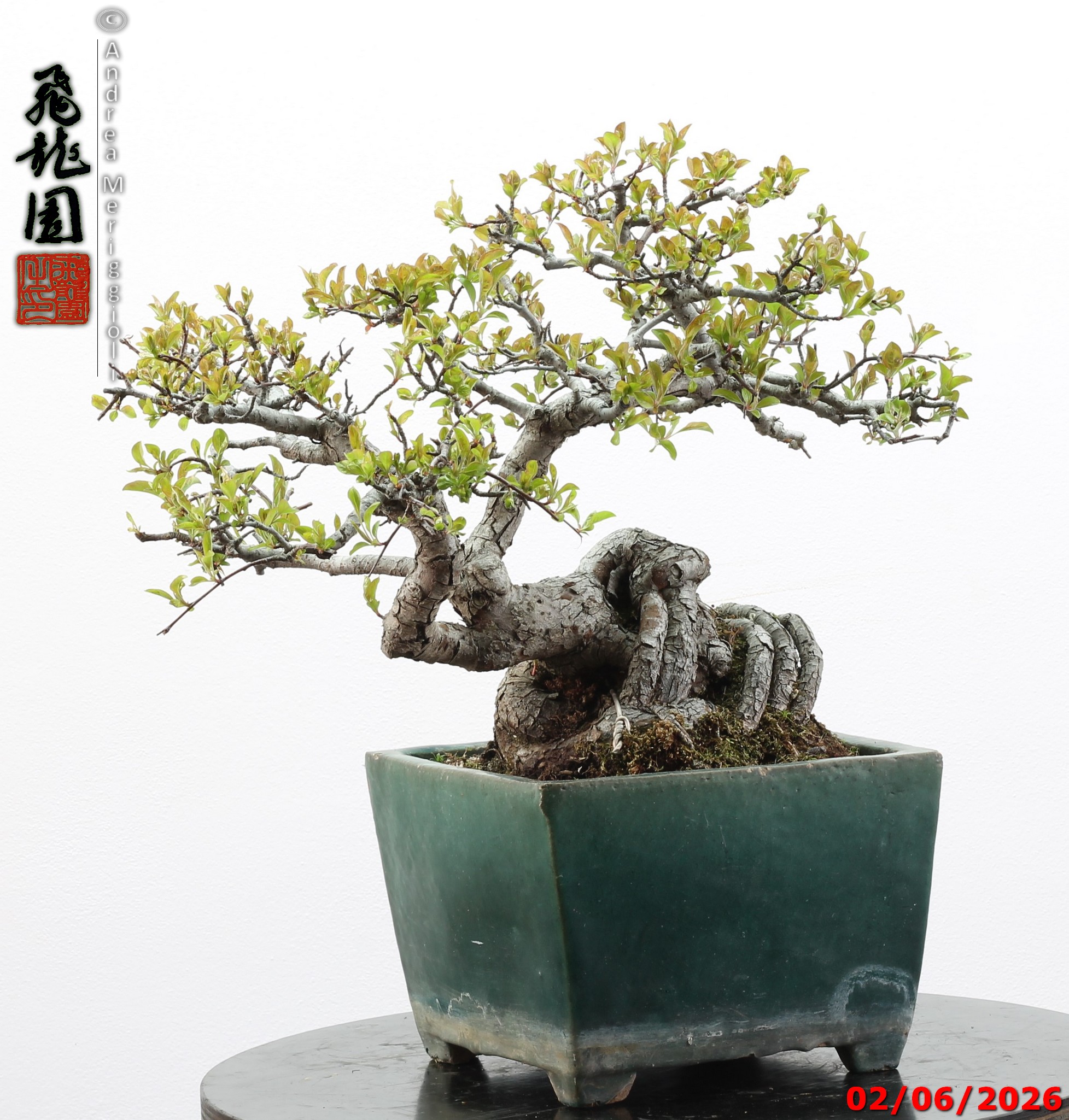 Malus sieboldii - Image 14