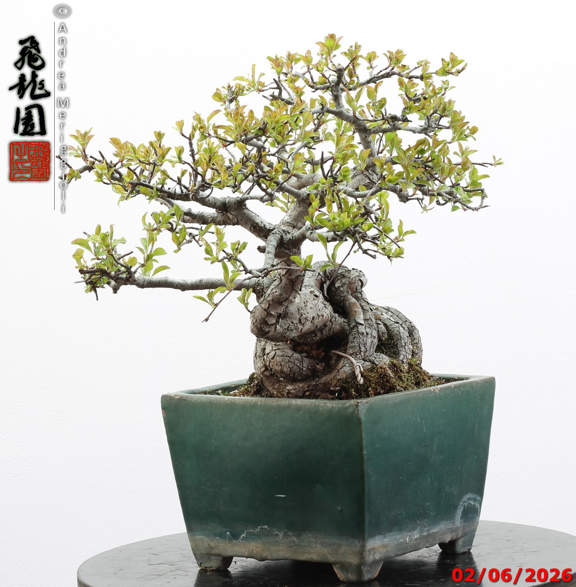 Malus sieboldii - Image 13