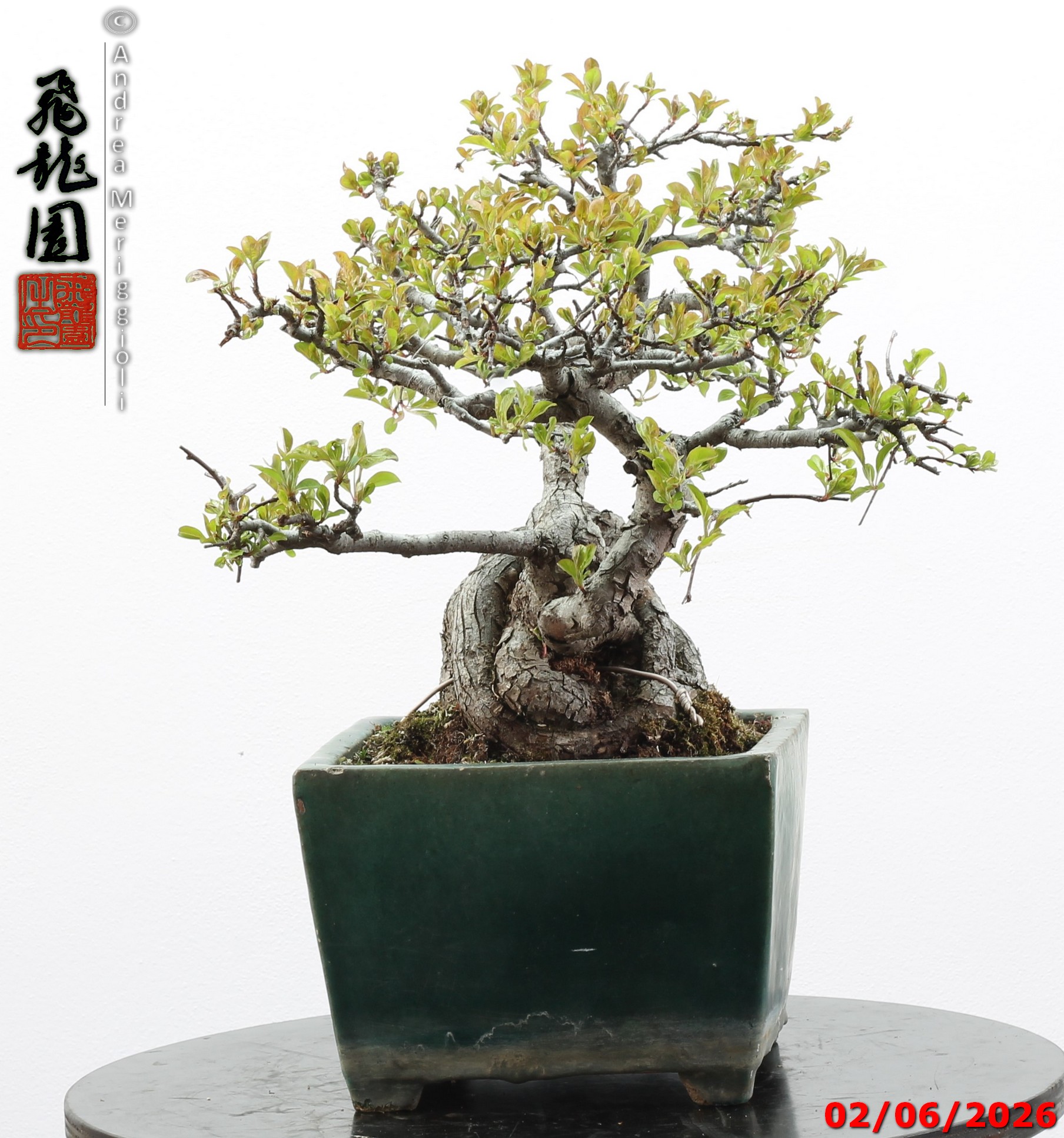 Malus sieboldii - Image 12