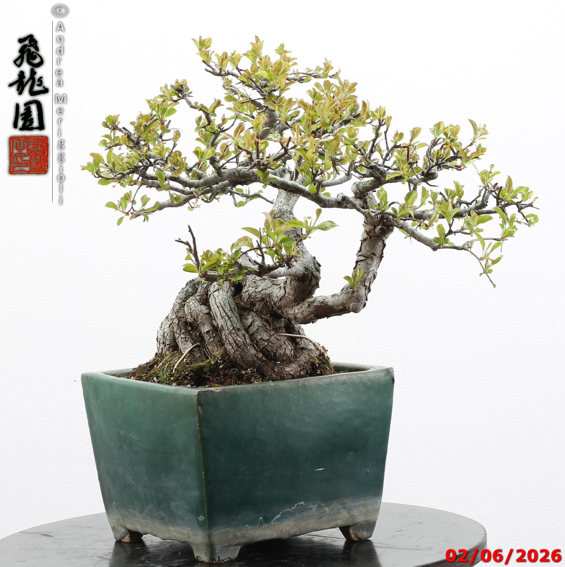 Malus sieboldii - Image 11
