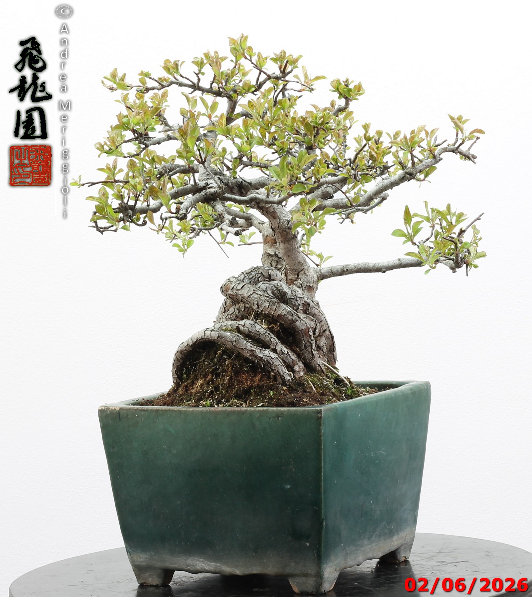 Malus sieboldii - Image 7