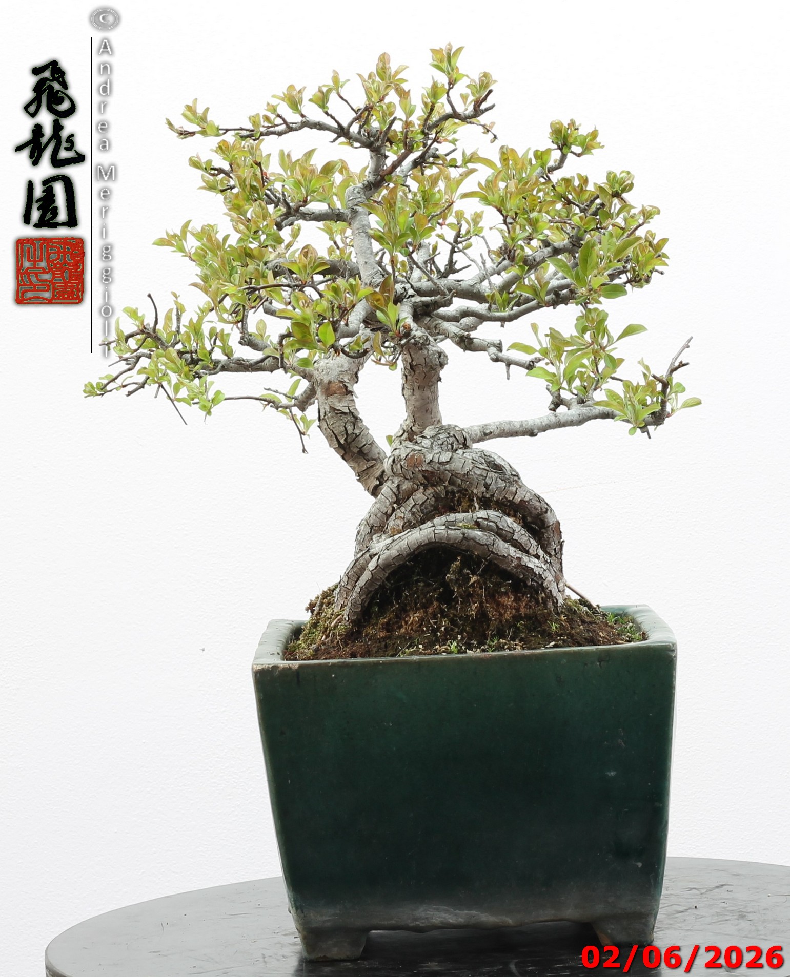 Malus sieboldii - Image 6