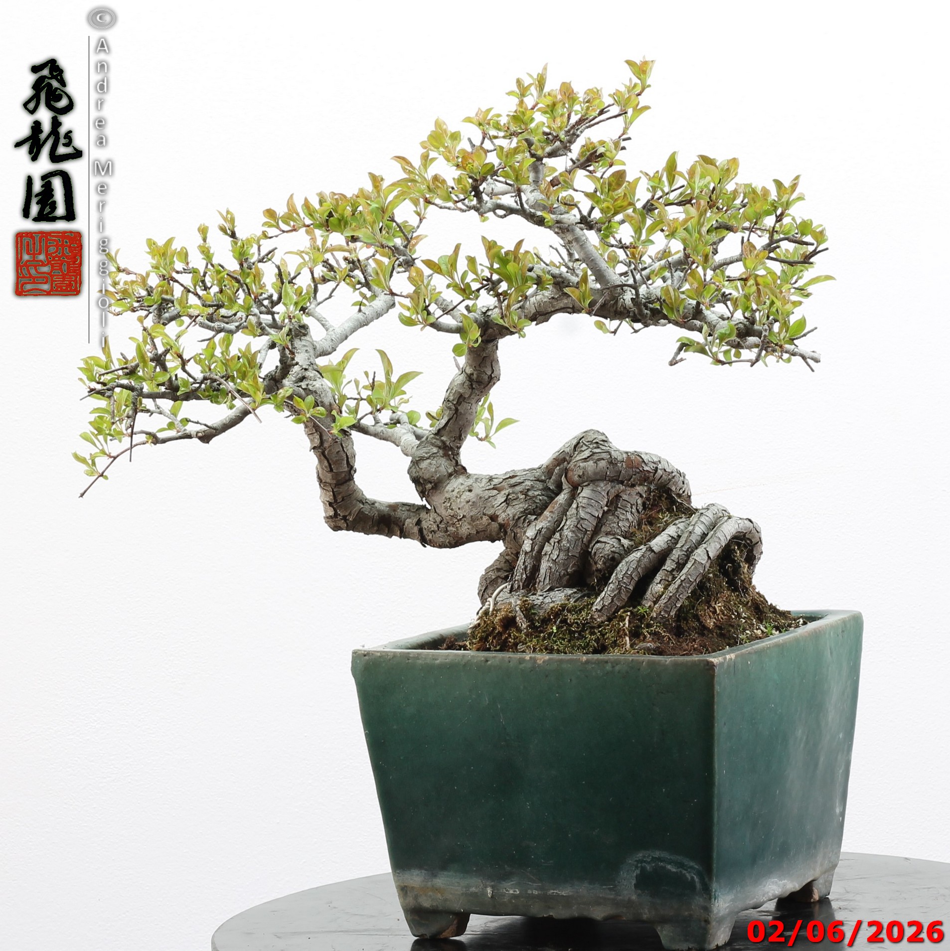 Malus sieboldii - Image 4