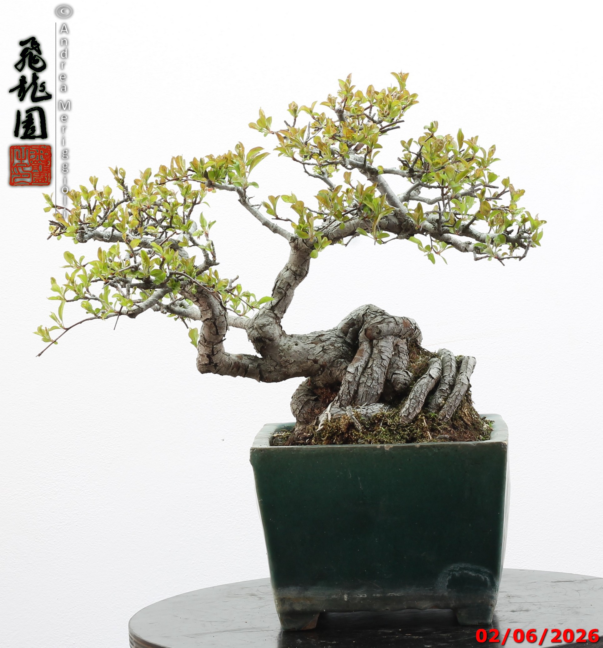 Malus sieboldii - Image 3