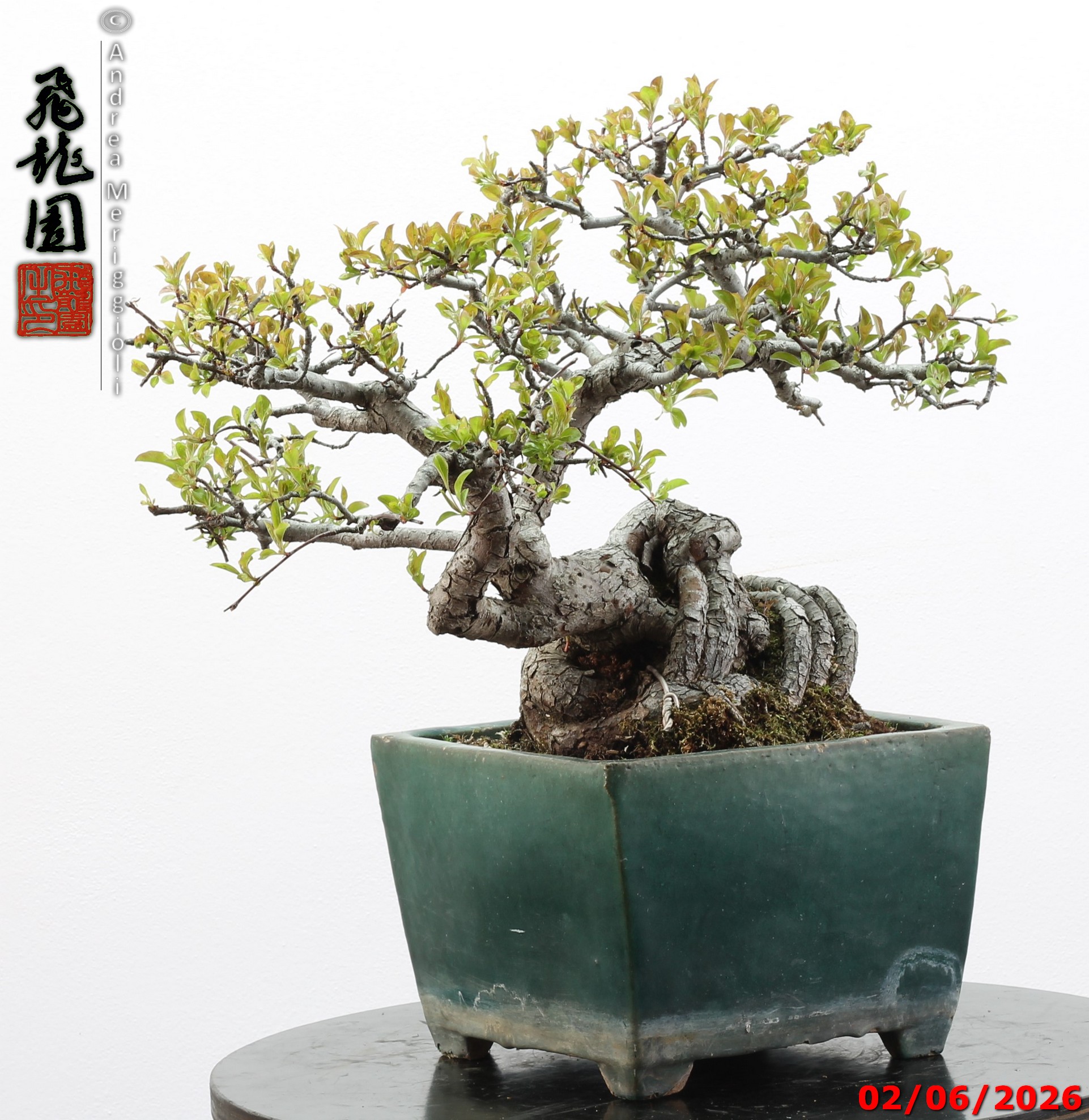 Malus sieboldii - Image 2