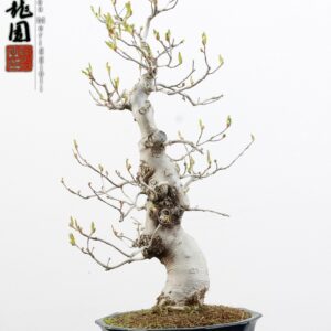 Magnolia stellata