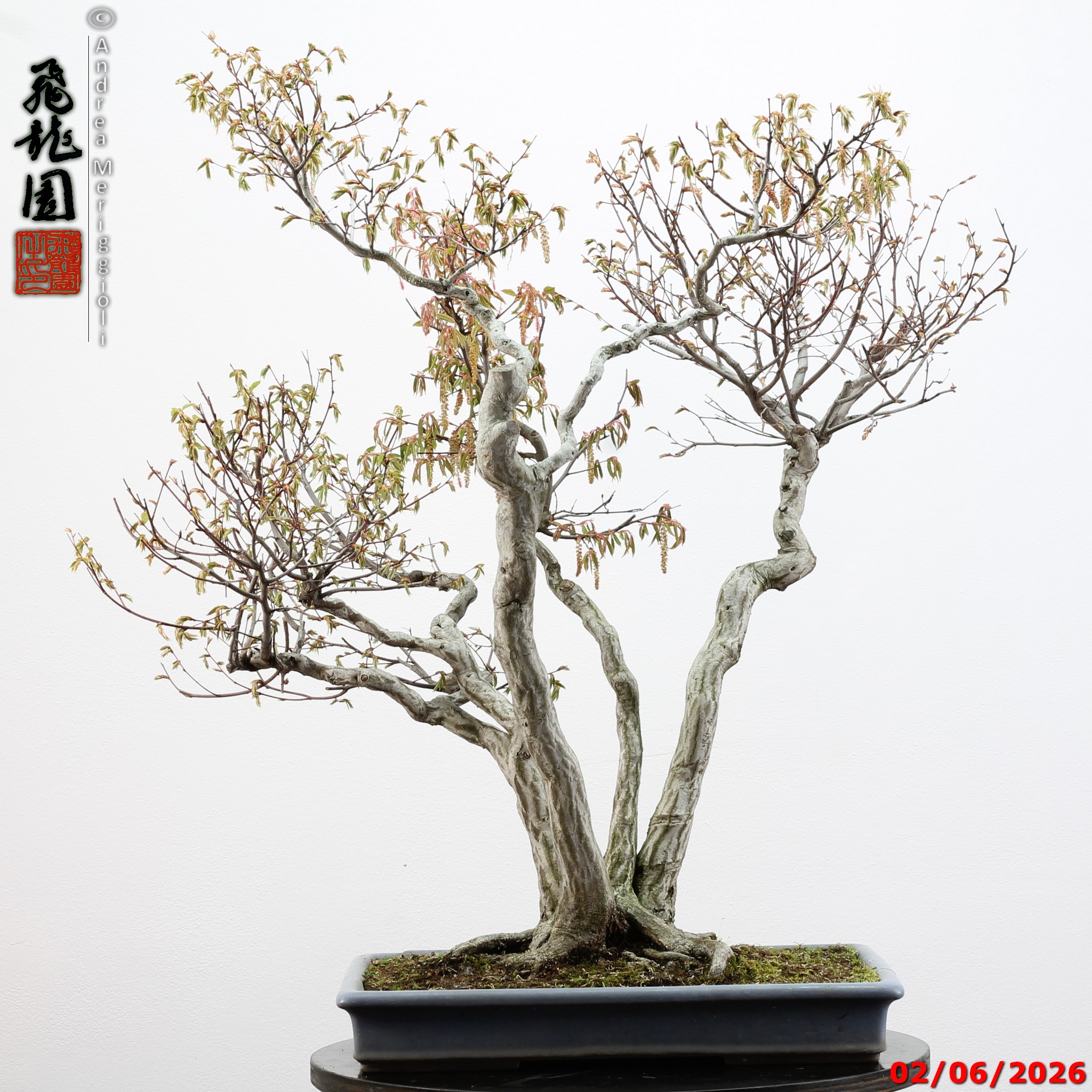Carpinus japonica - immagine 14