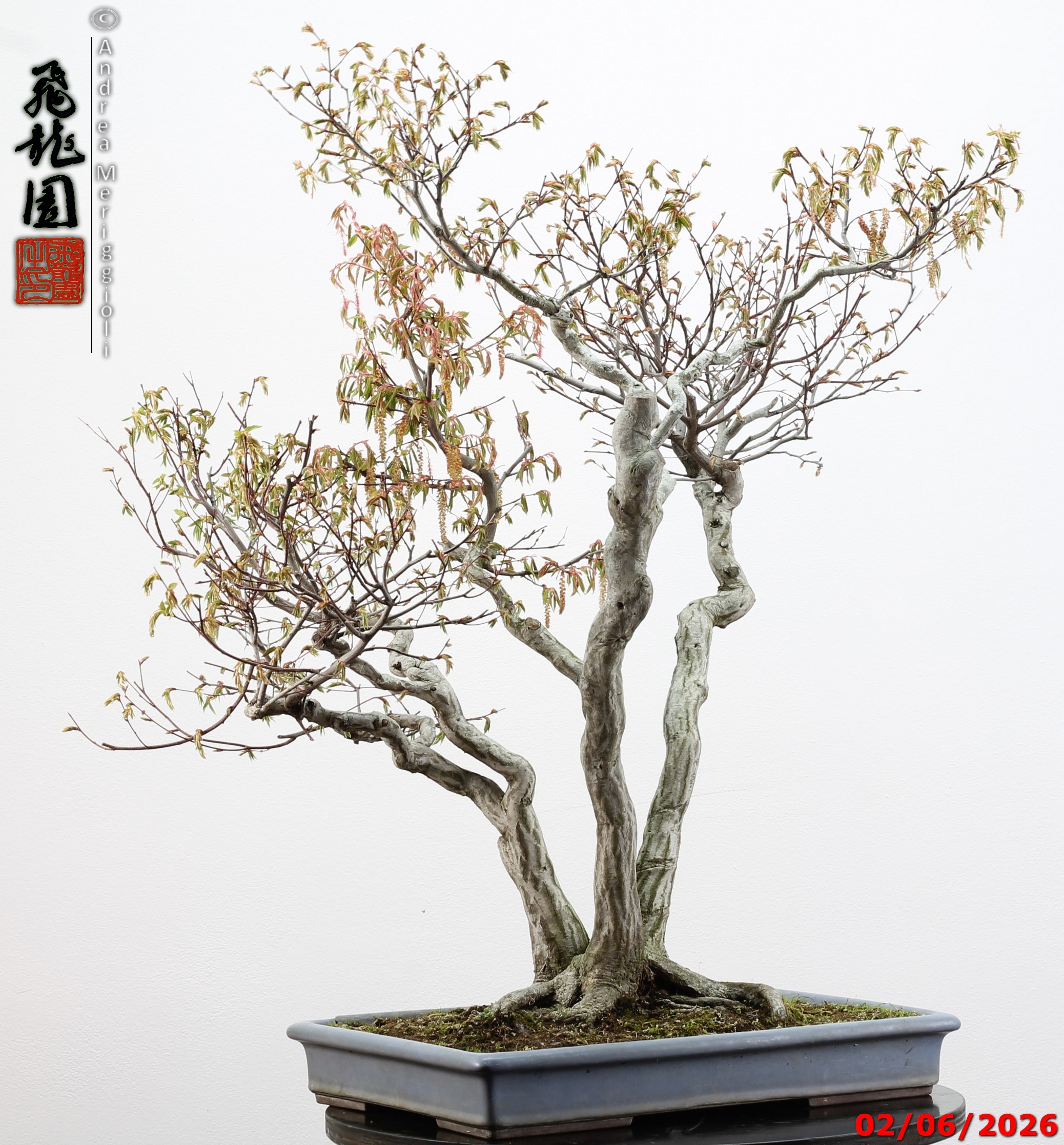 Carpinus japonica - immagine 13