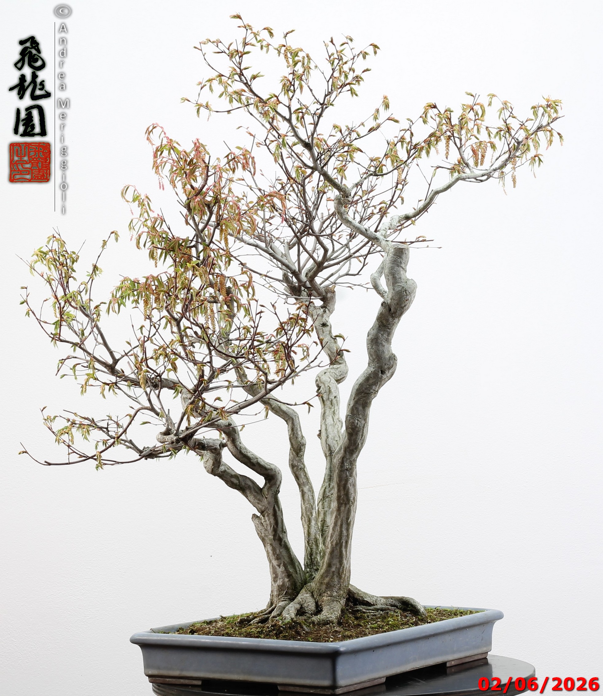 Carpinus japonica - immagine 12