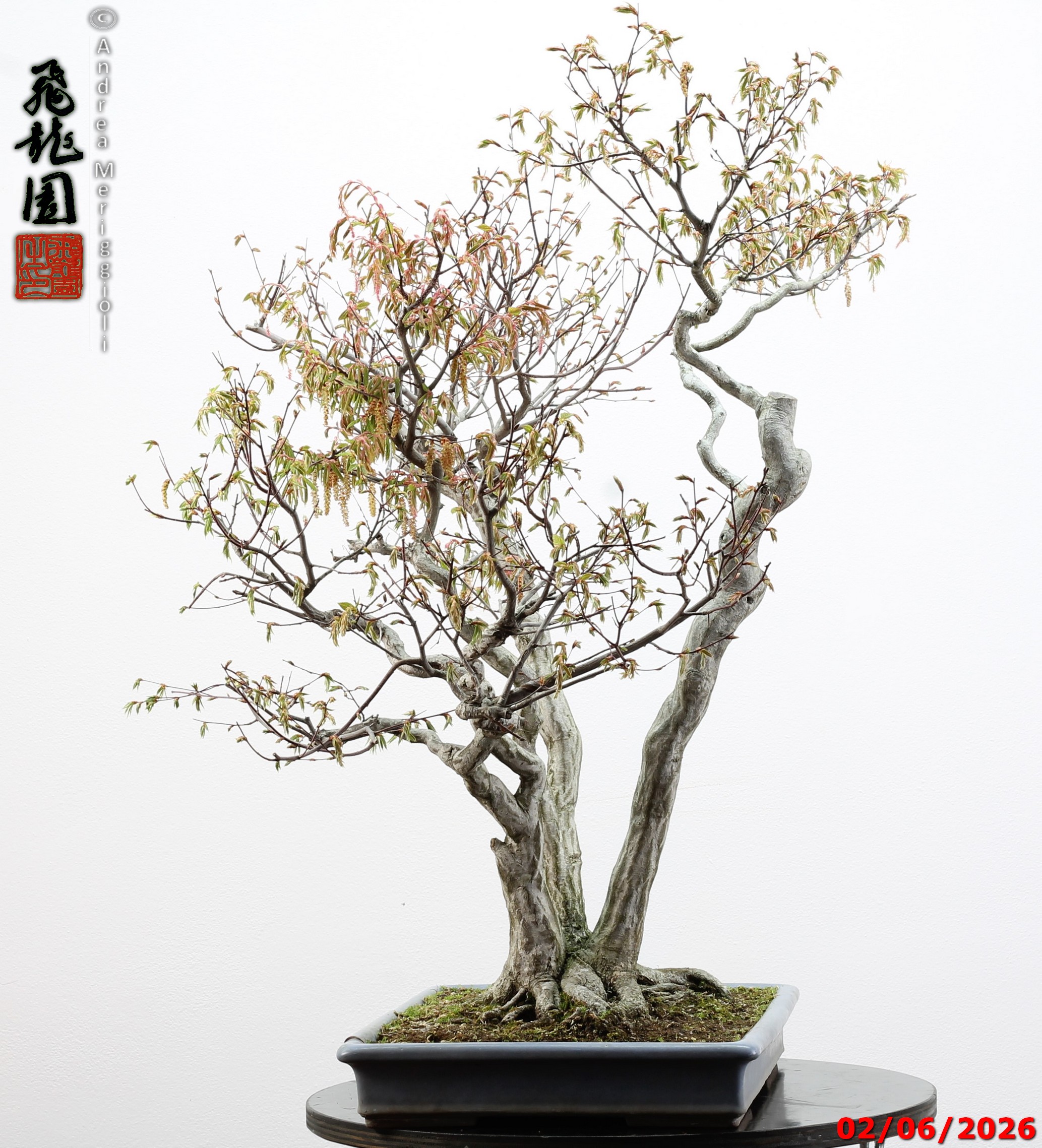 Carpinus japonica - immagine 11