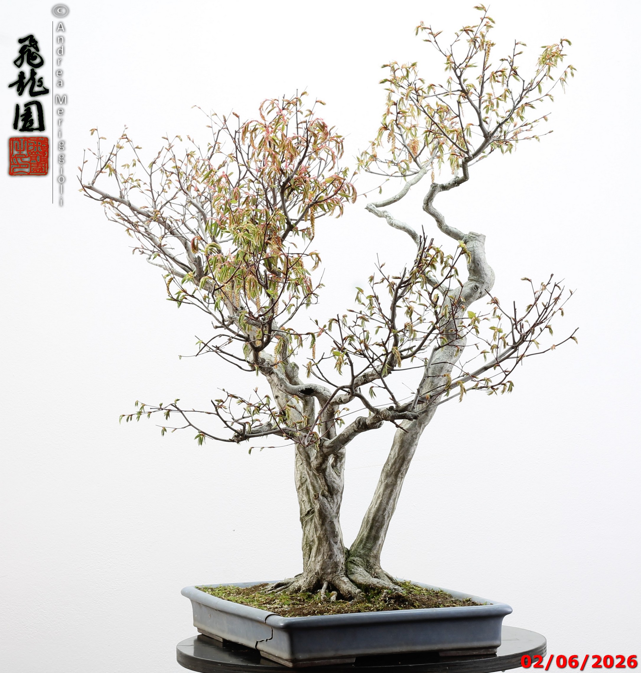 Carpinus japonica - immagine 10