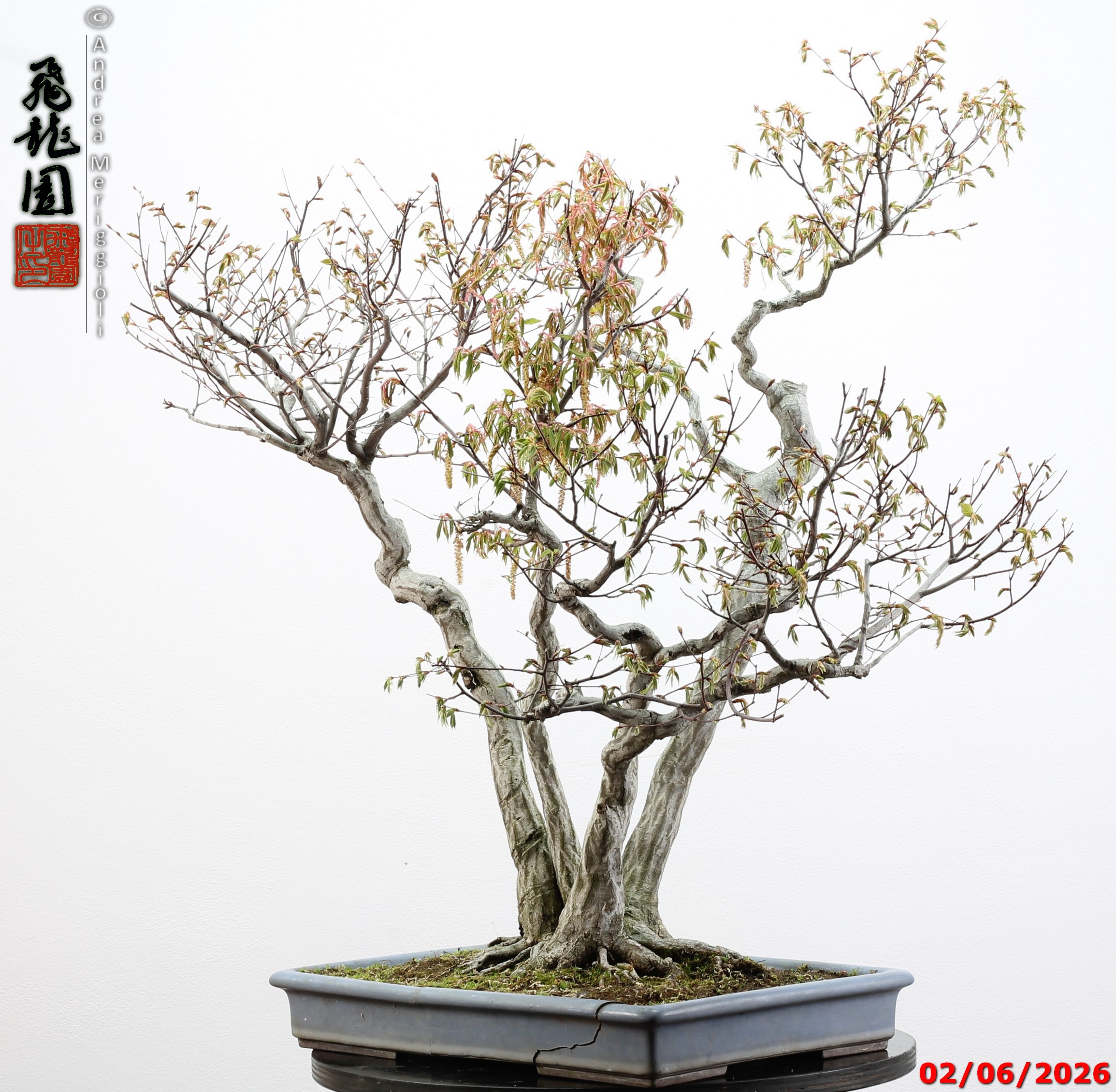 Carpinus japonica - immagine 9