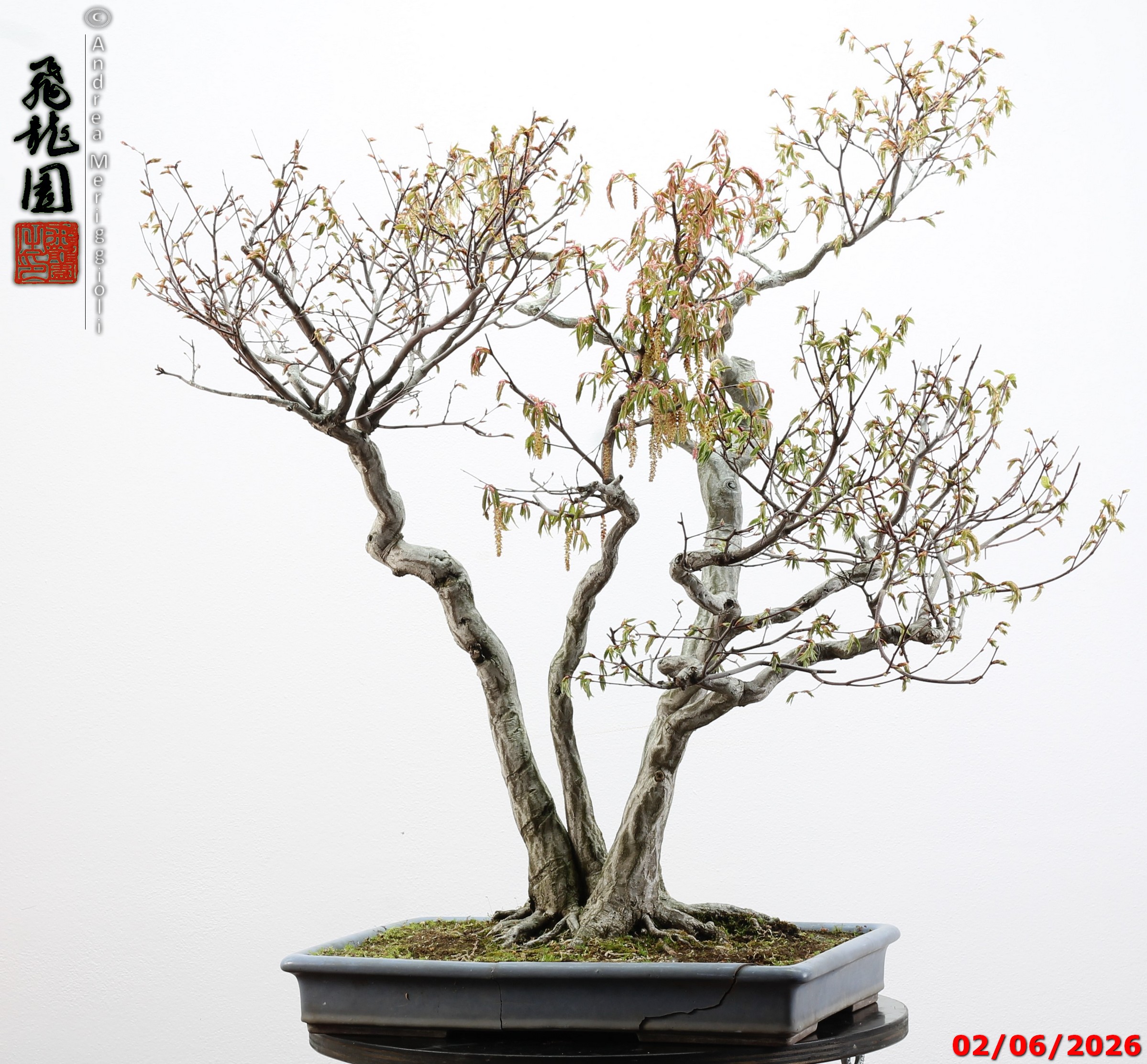 Carpinus japonica - immagine 8