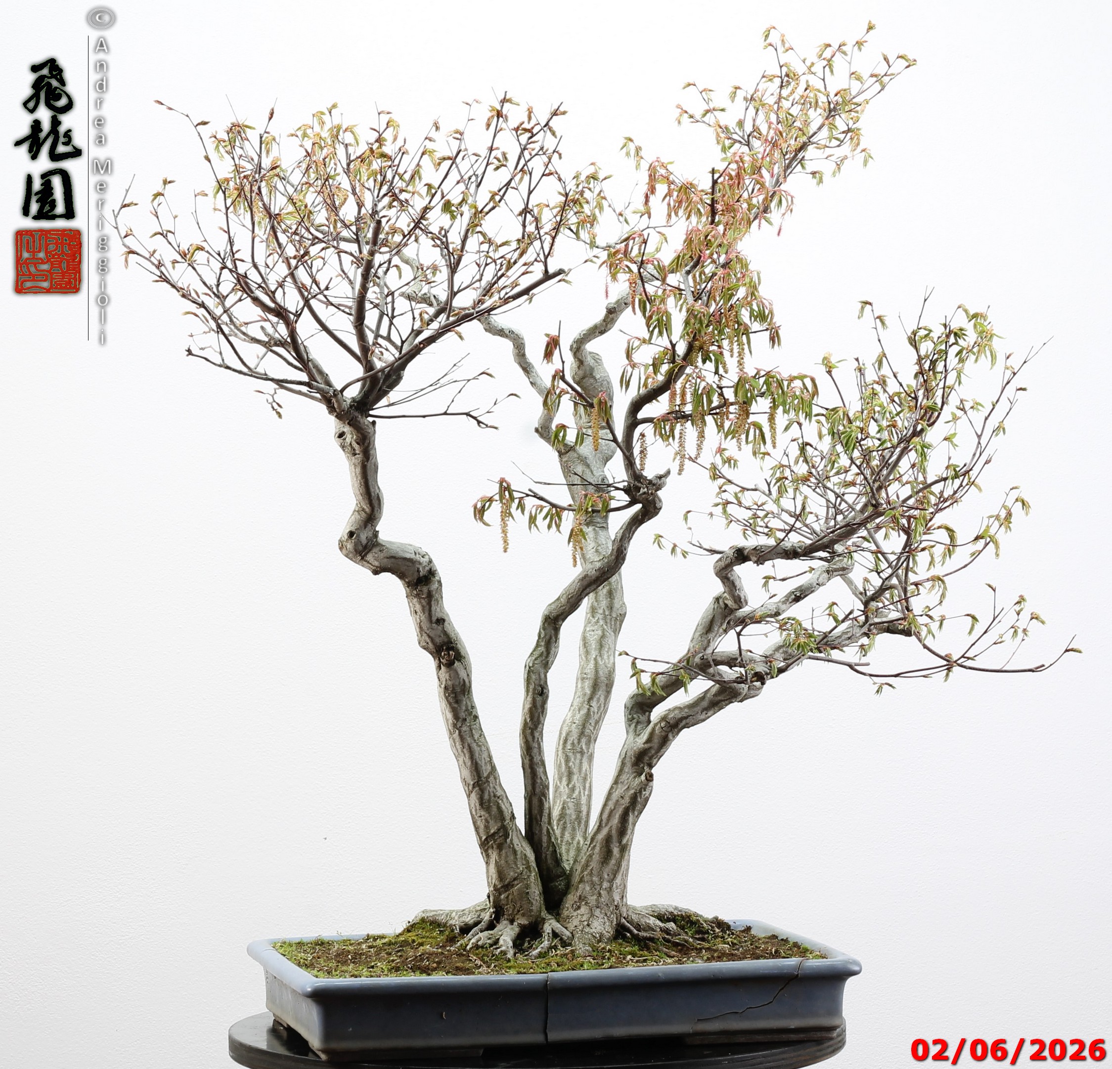 Carpinus japonica - immagine 7