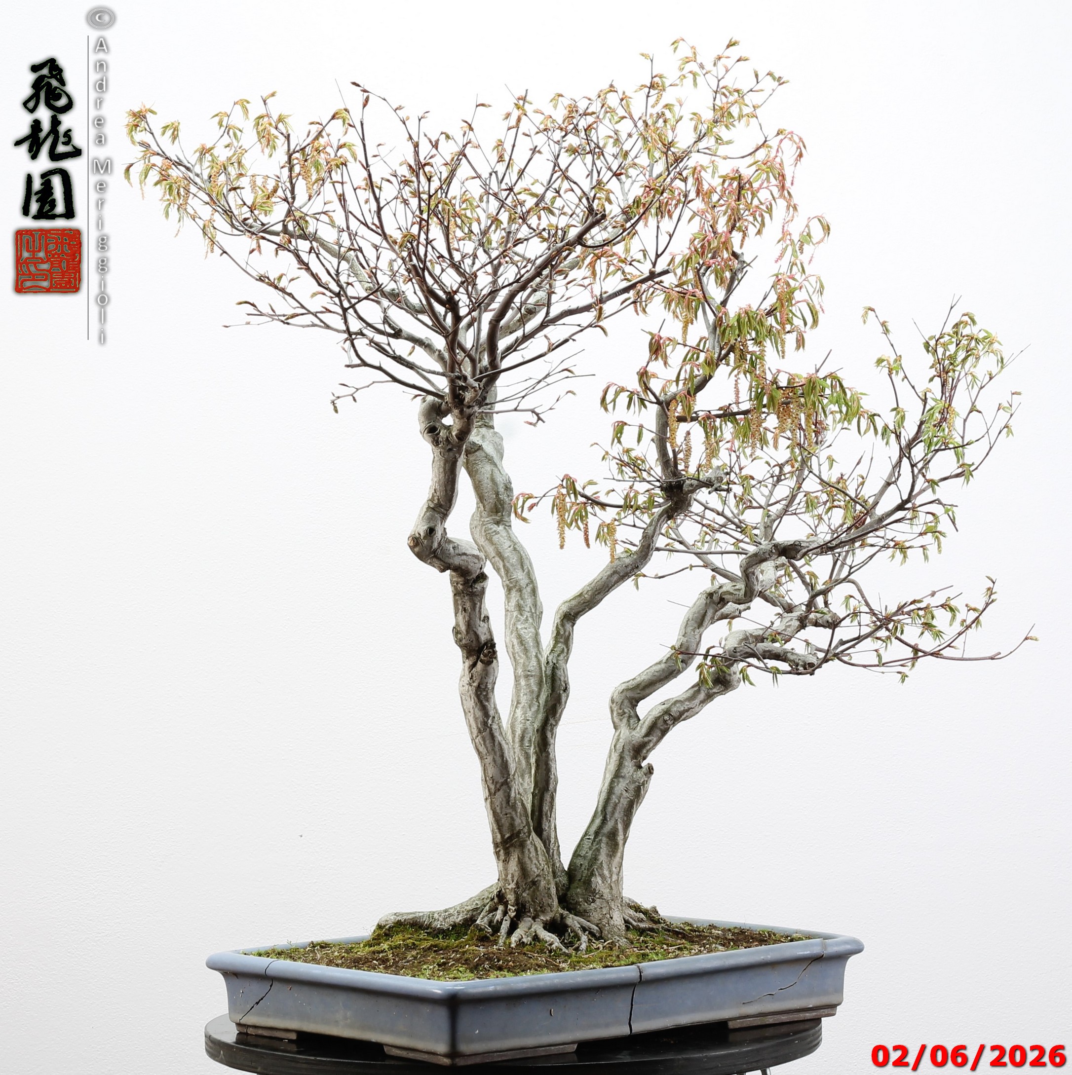Carpinus japonica - immagine 6