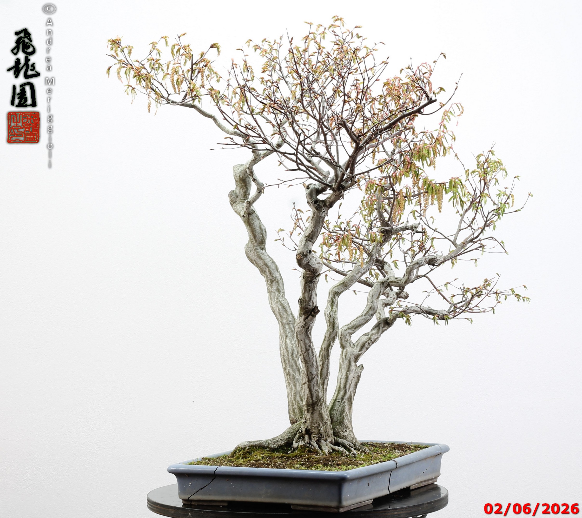 Carpinus japonica - immagine 5