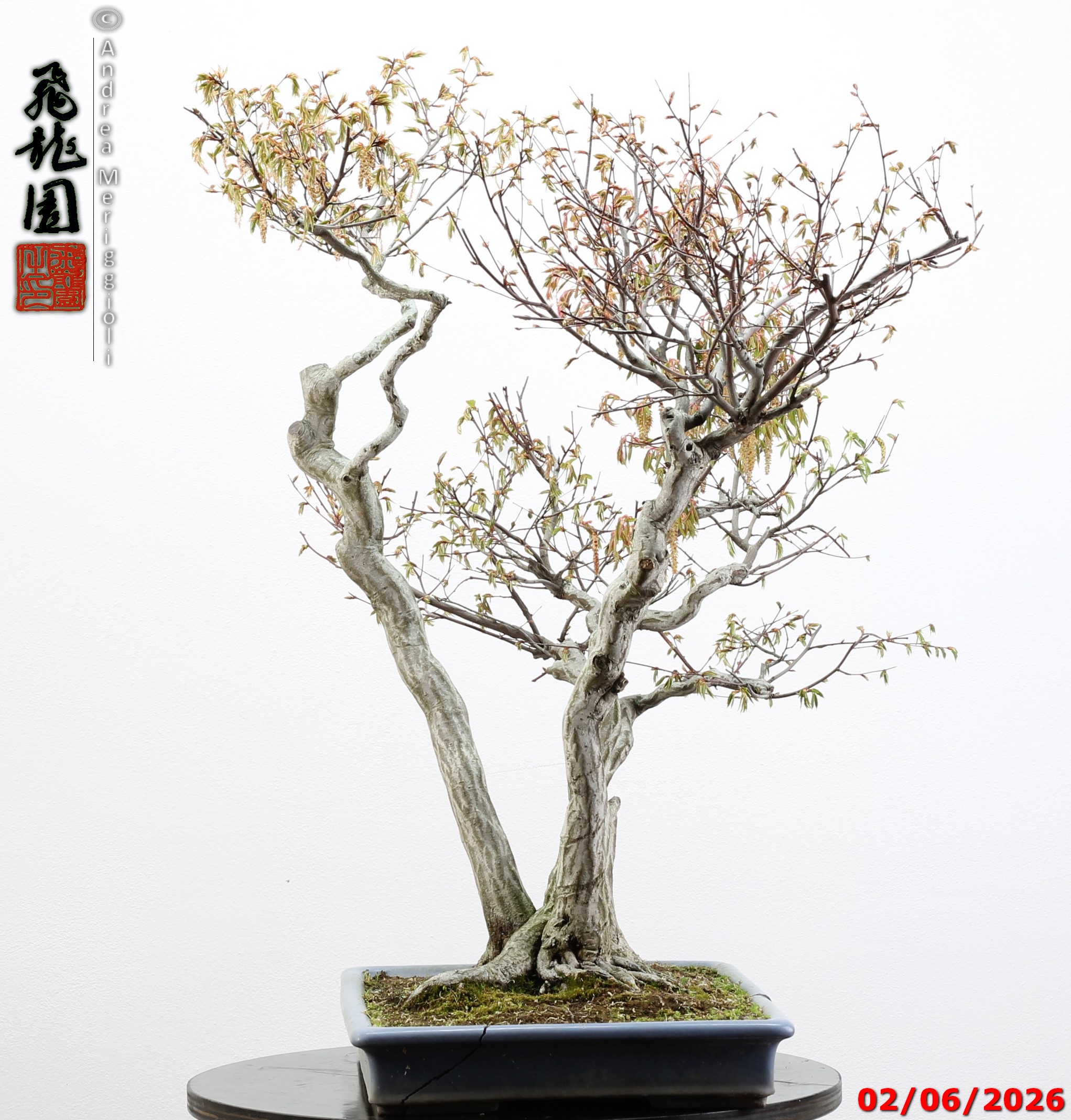 Carpinus japonica - immagine 4
