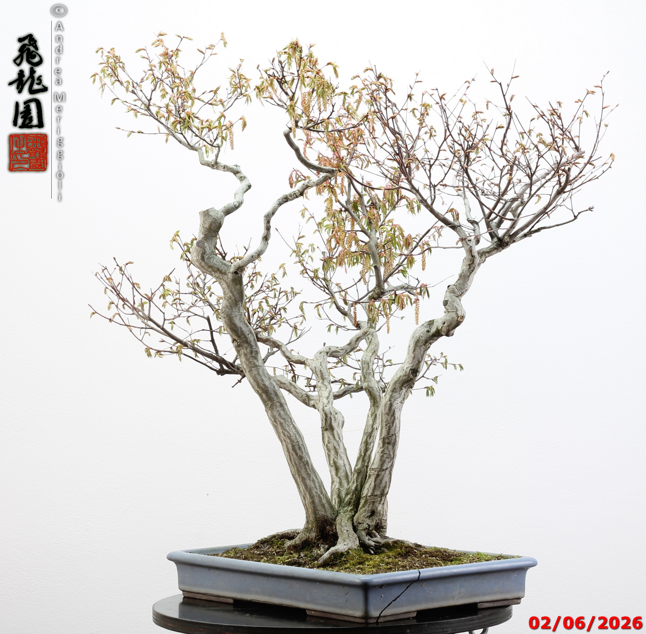 Carpinus japonica - immagine 3