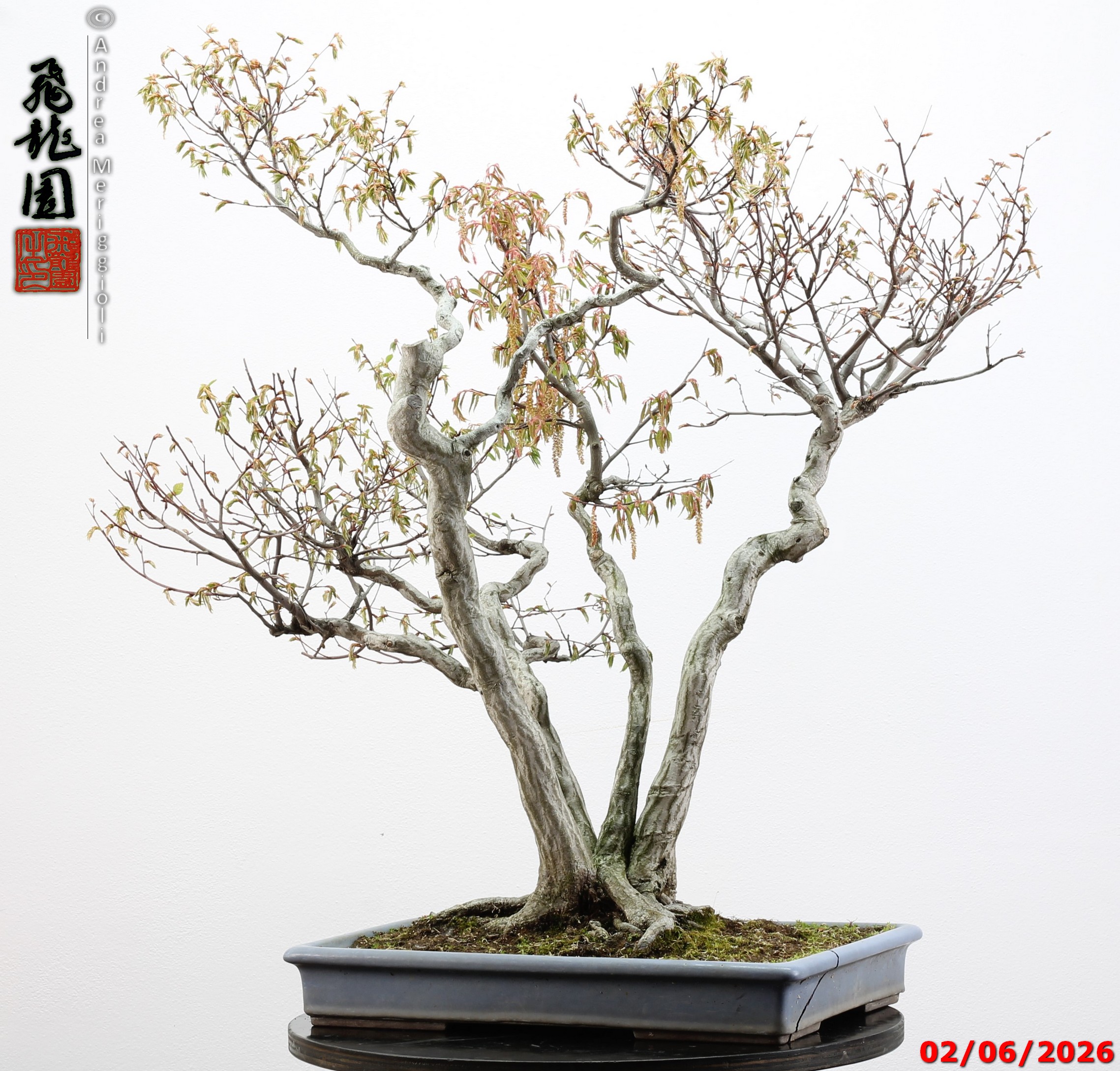 Carpinus japonica - immagine 2