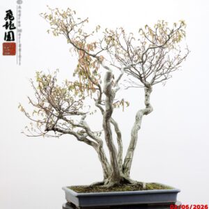 Carpinus japonica