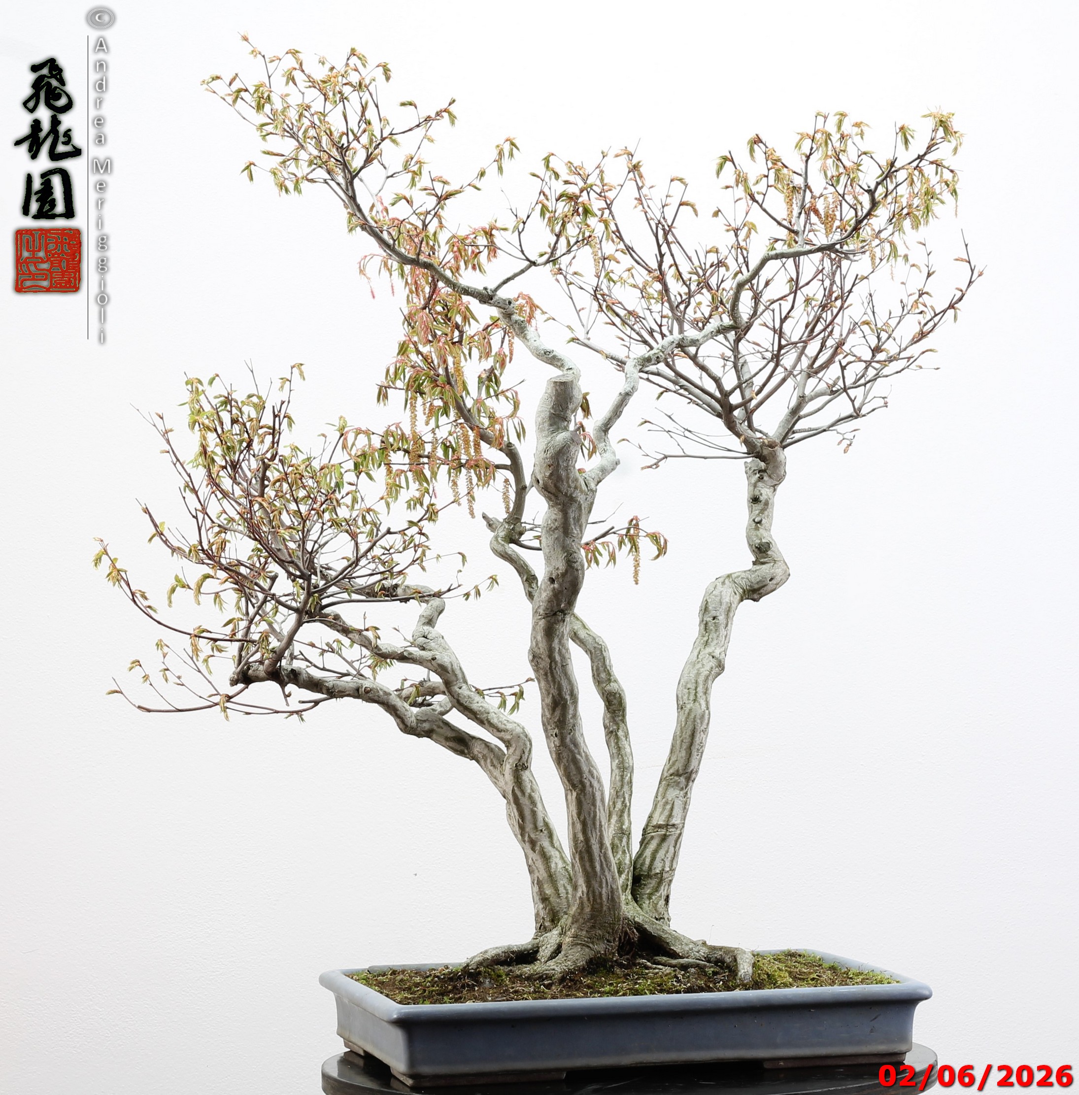 Carpinus japonica