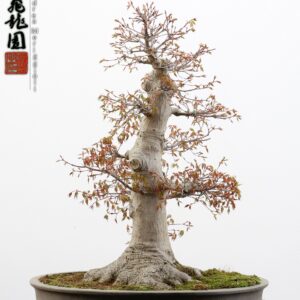 Acer palmatum