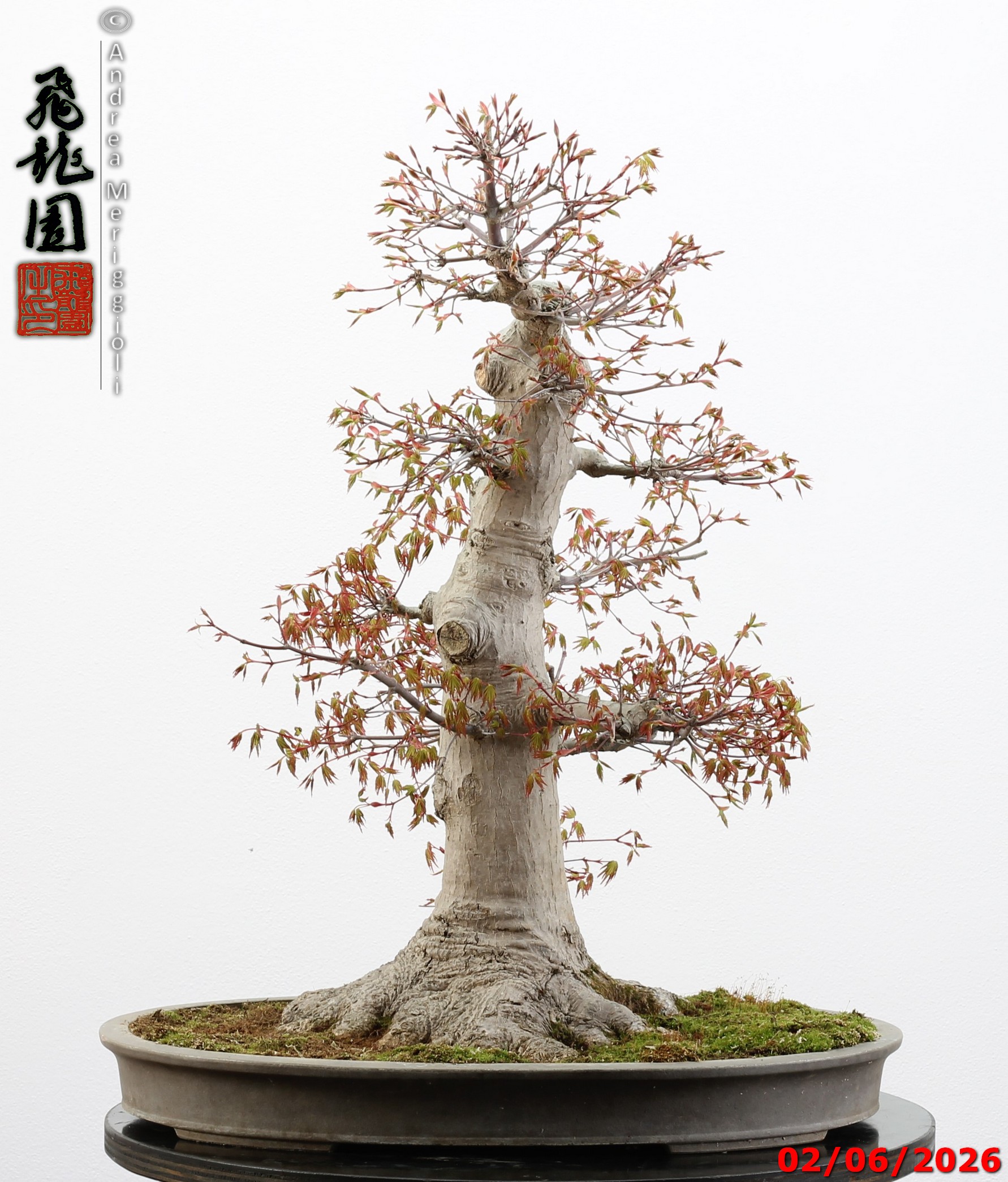 Acer palmatum