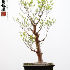 Stewartia