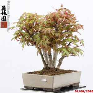 Acer palmatum shohin